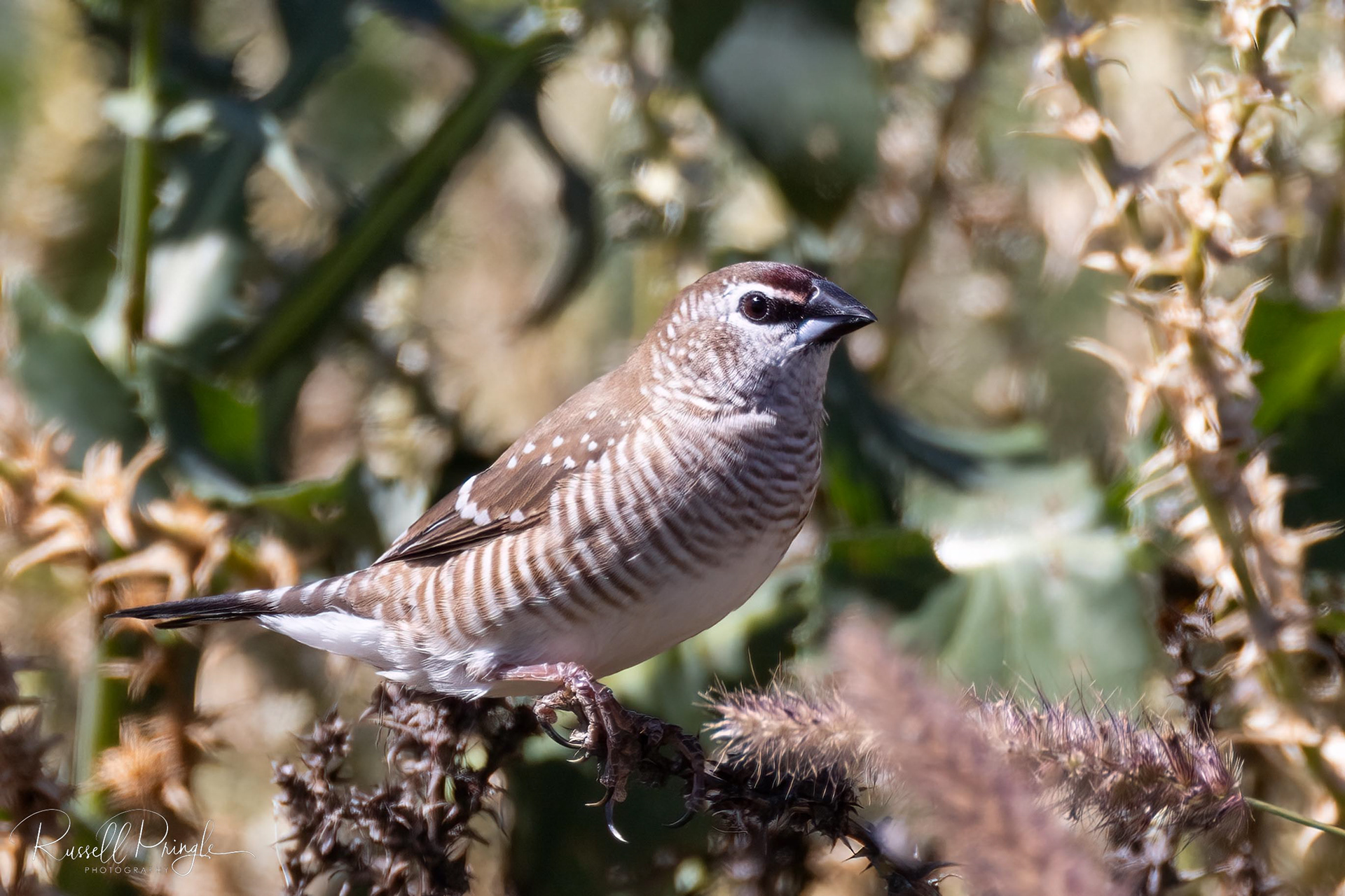 Plum-headed Finch