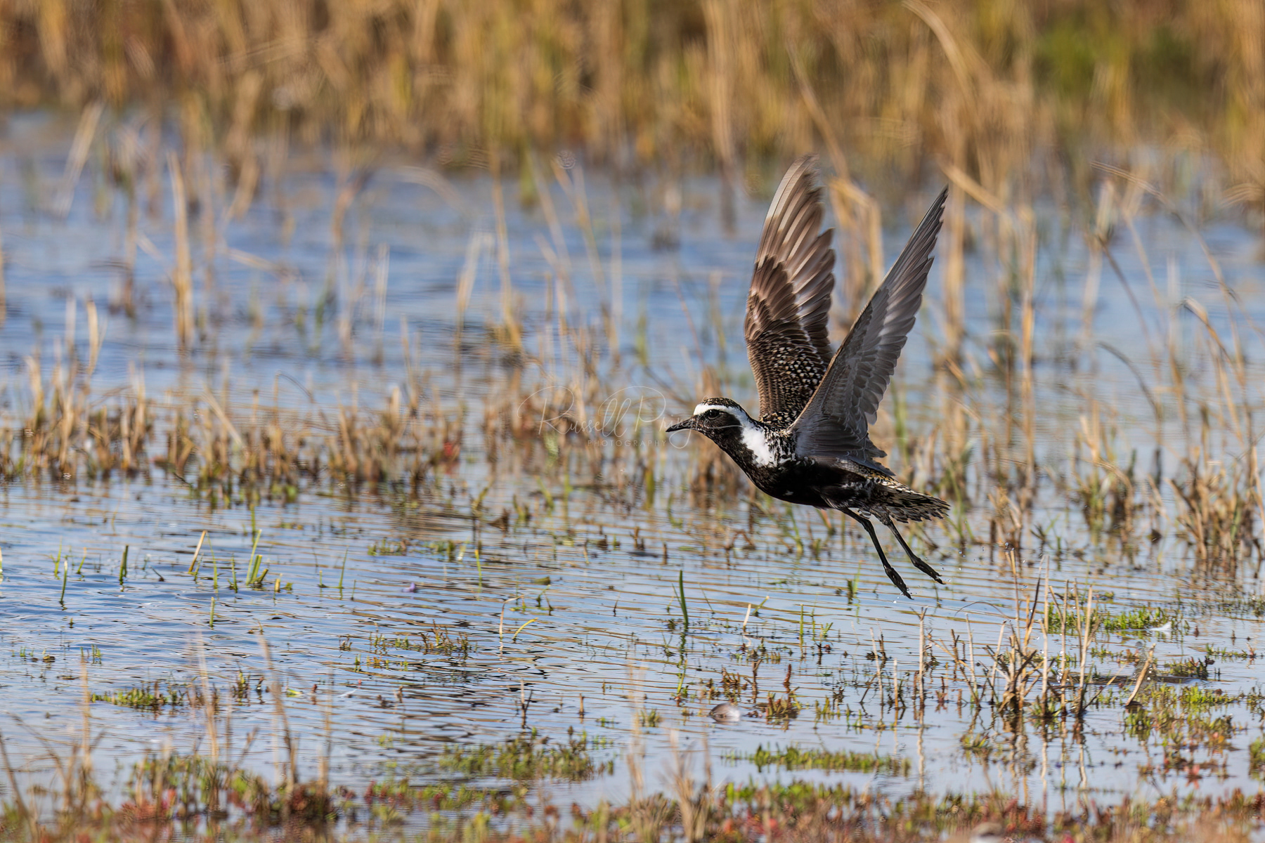 American Golden Plover