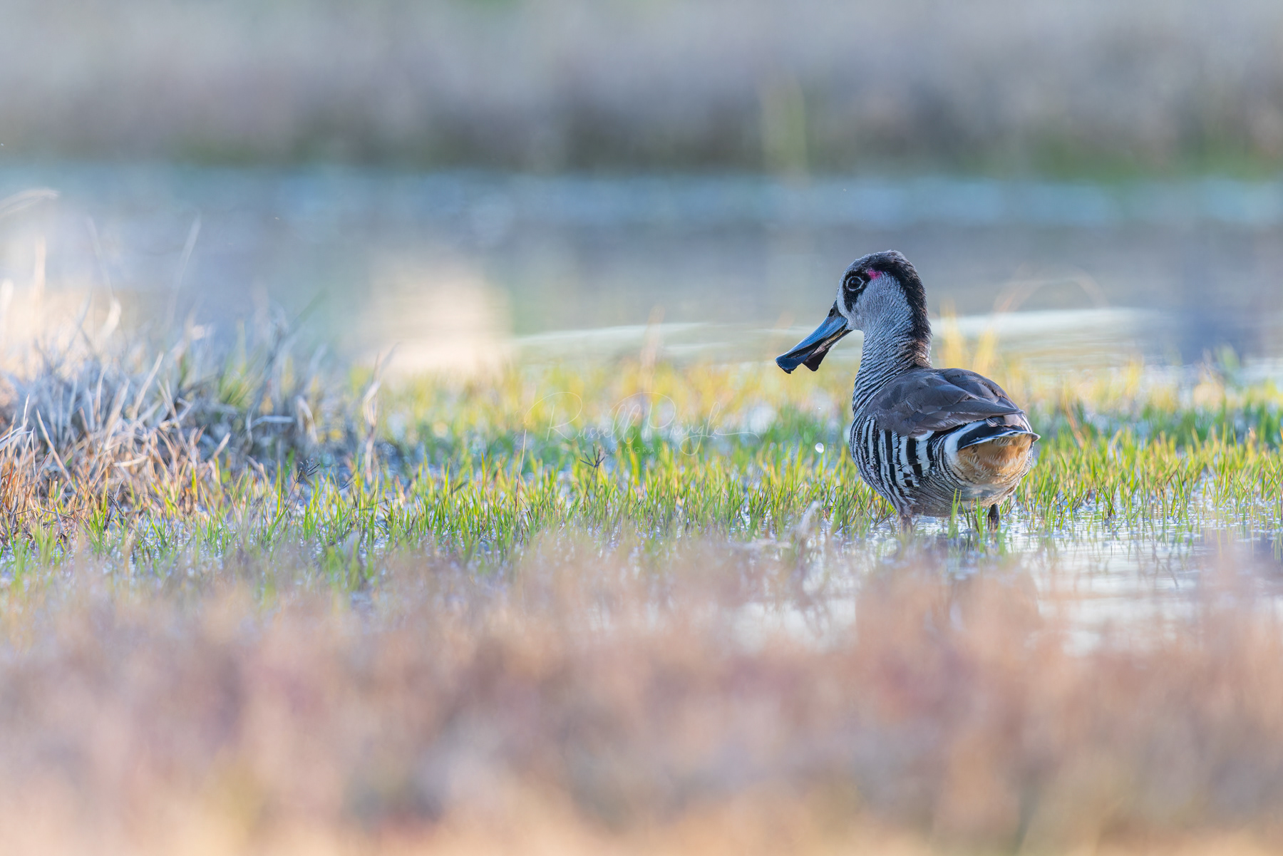 Pink-eared Duck