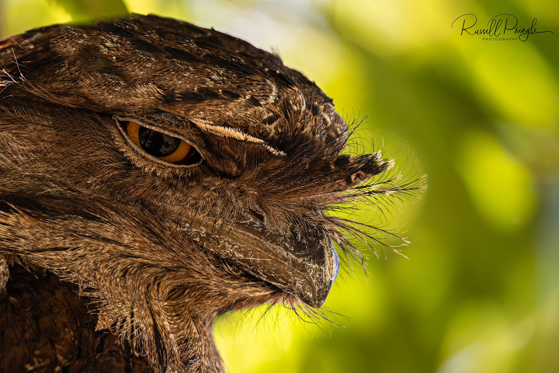 Tawny Frogmouth