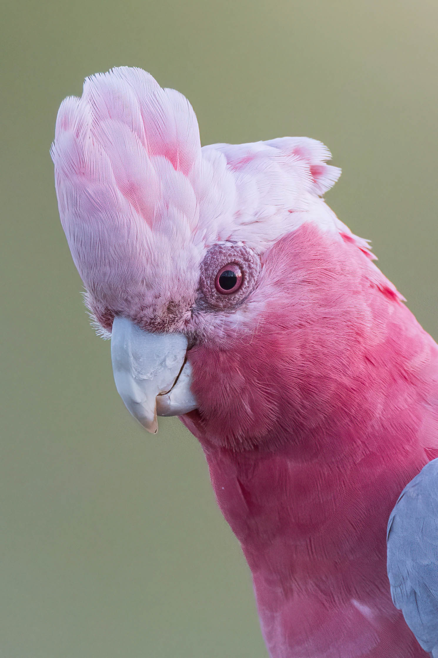  Pink & Grey Galah (female)