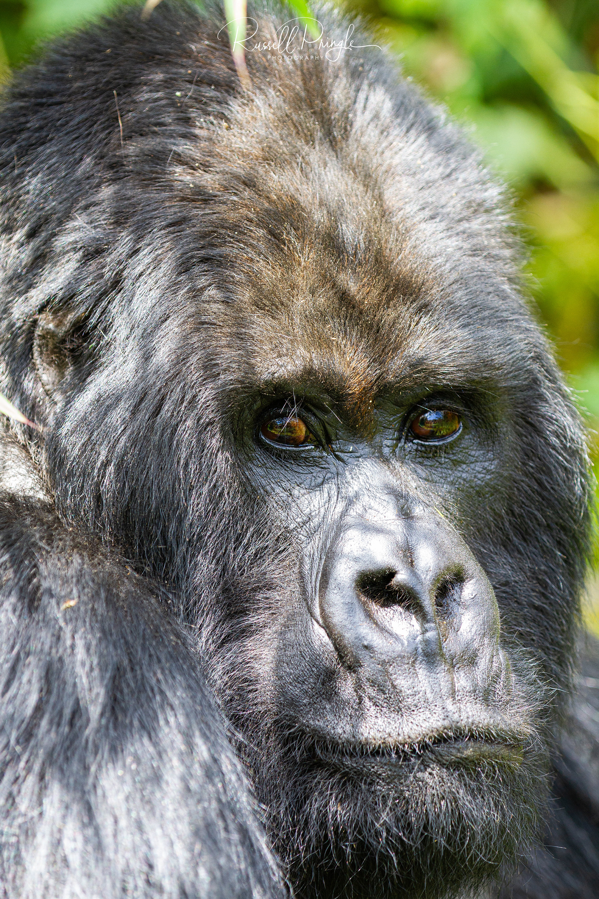 Mountain Gorilla-Ugenda Group