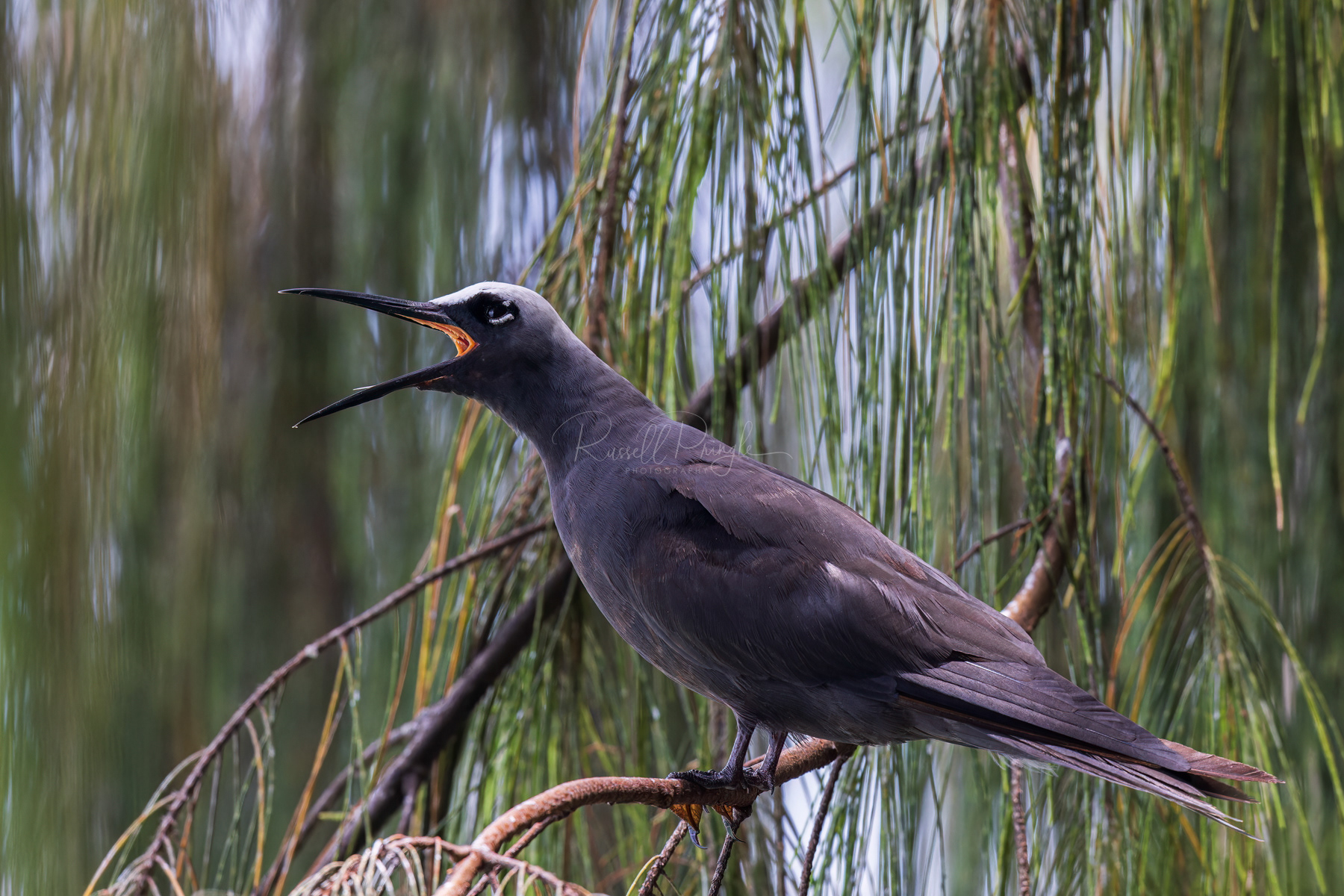 Black Noddy