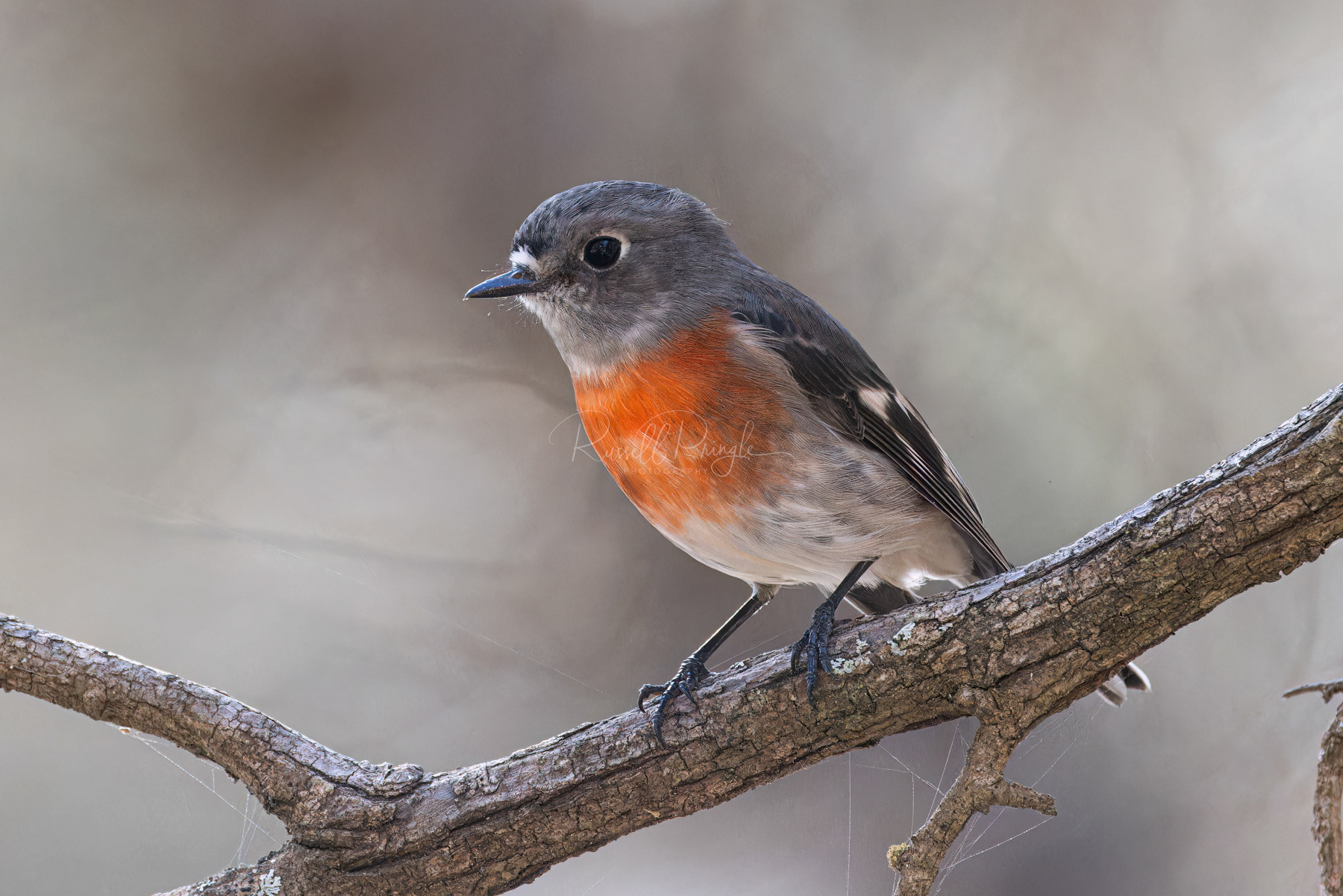 Scarlet Robin (female)