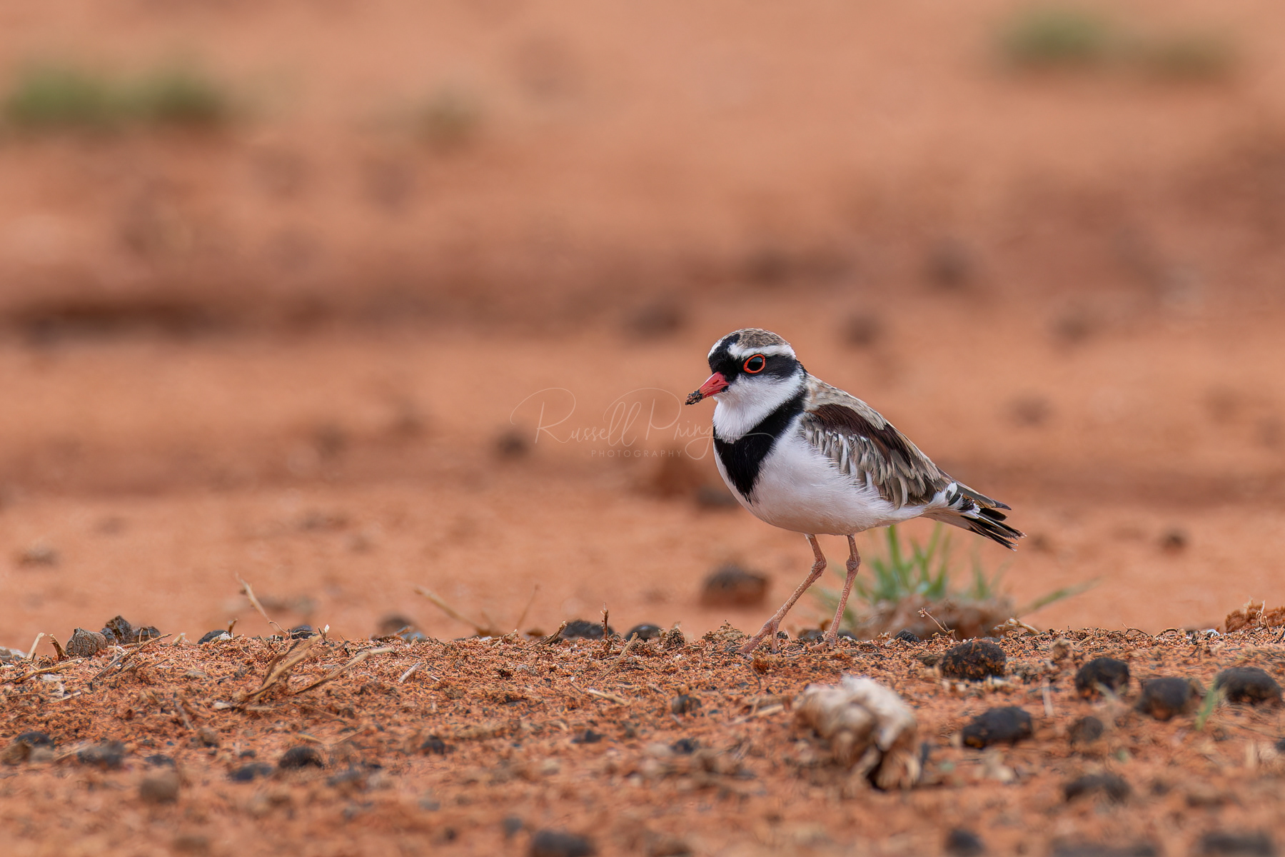 Black-fronted Dotteral