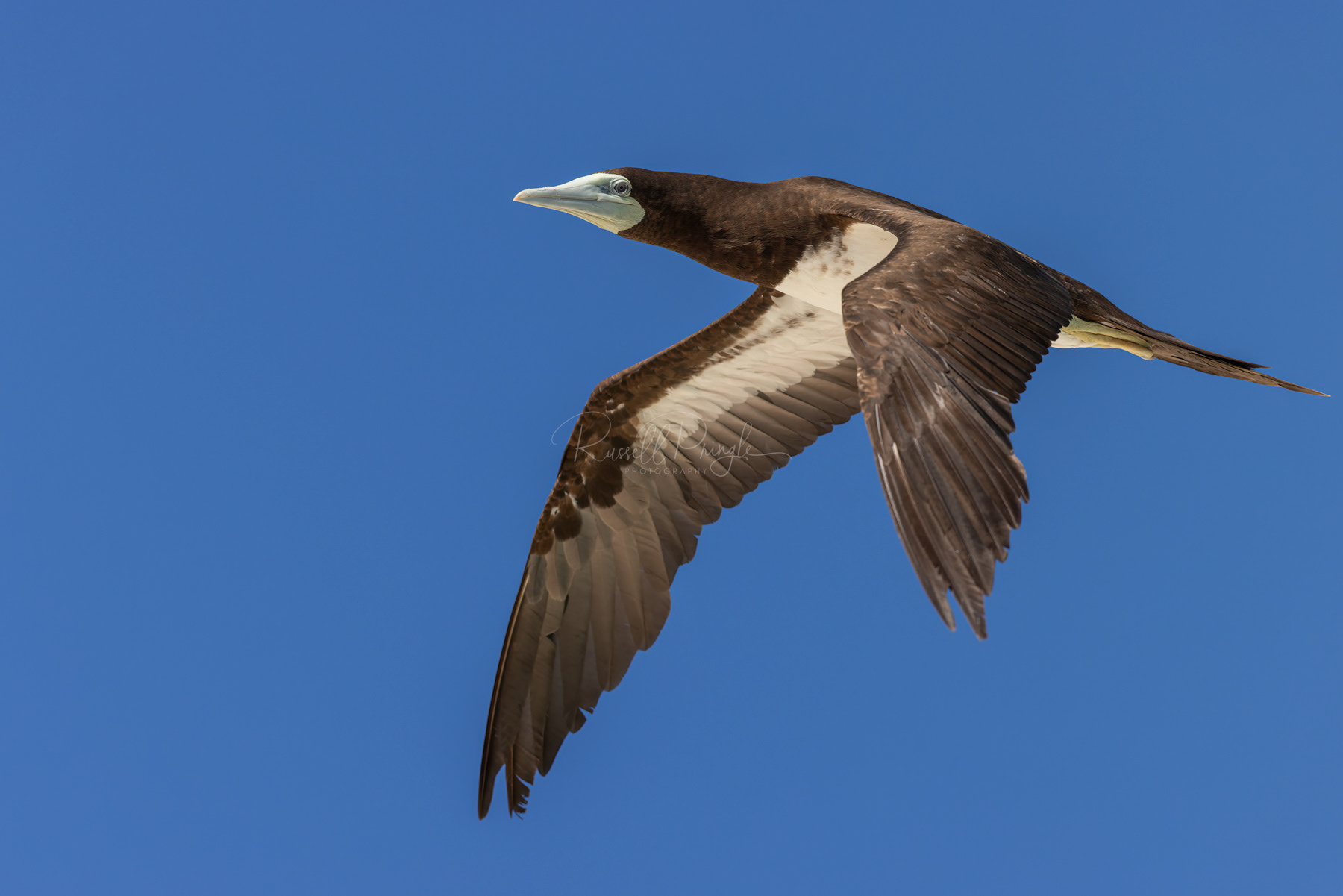 Brown Booby (female)