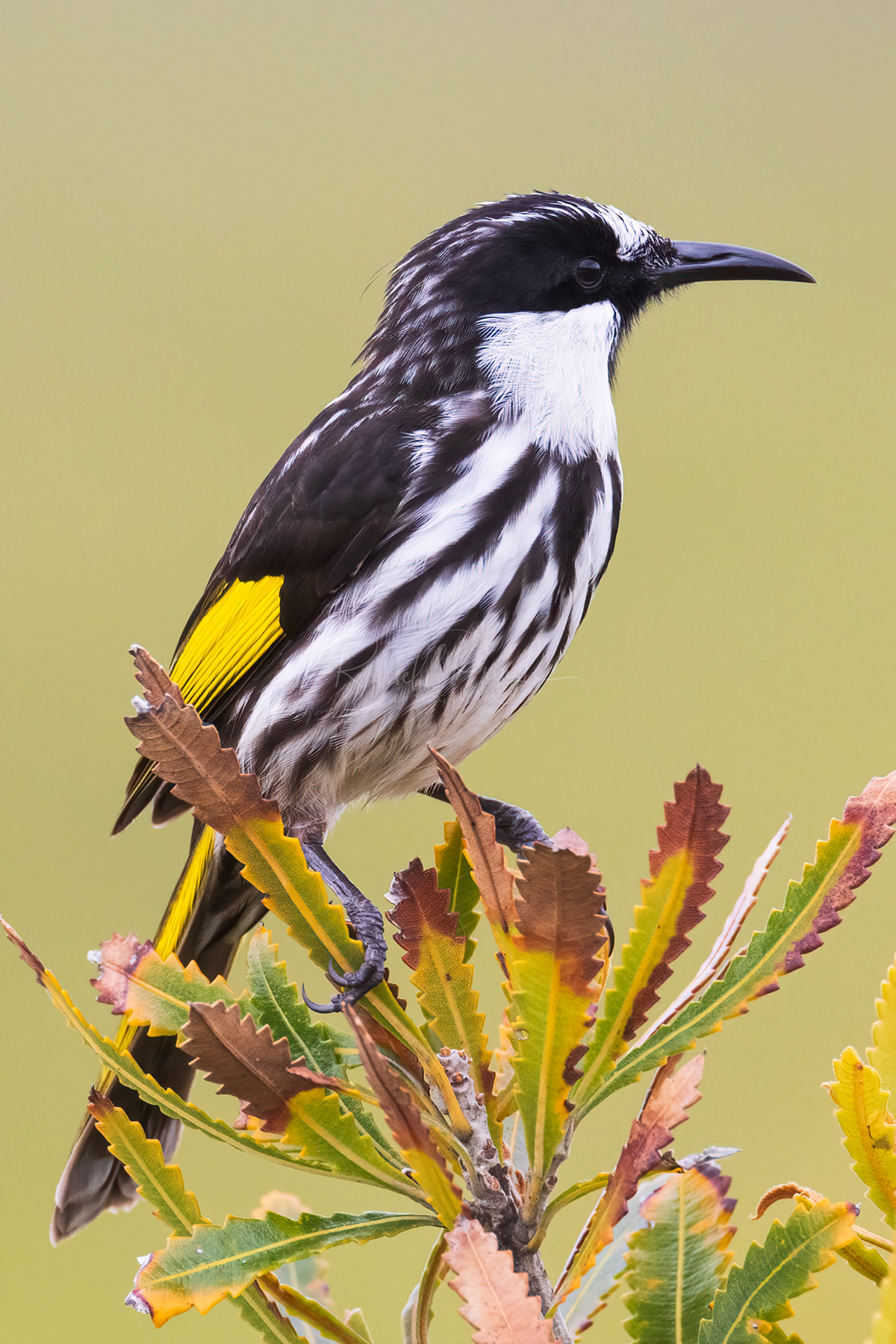 White-cheeked Honeyeater