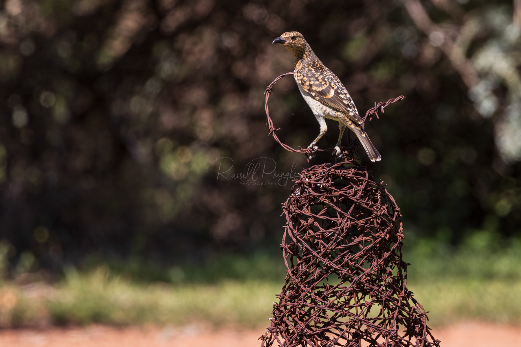Spotted Bowerbird