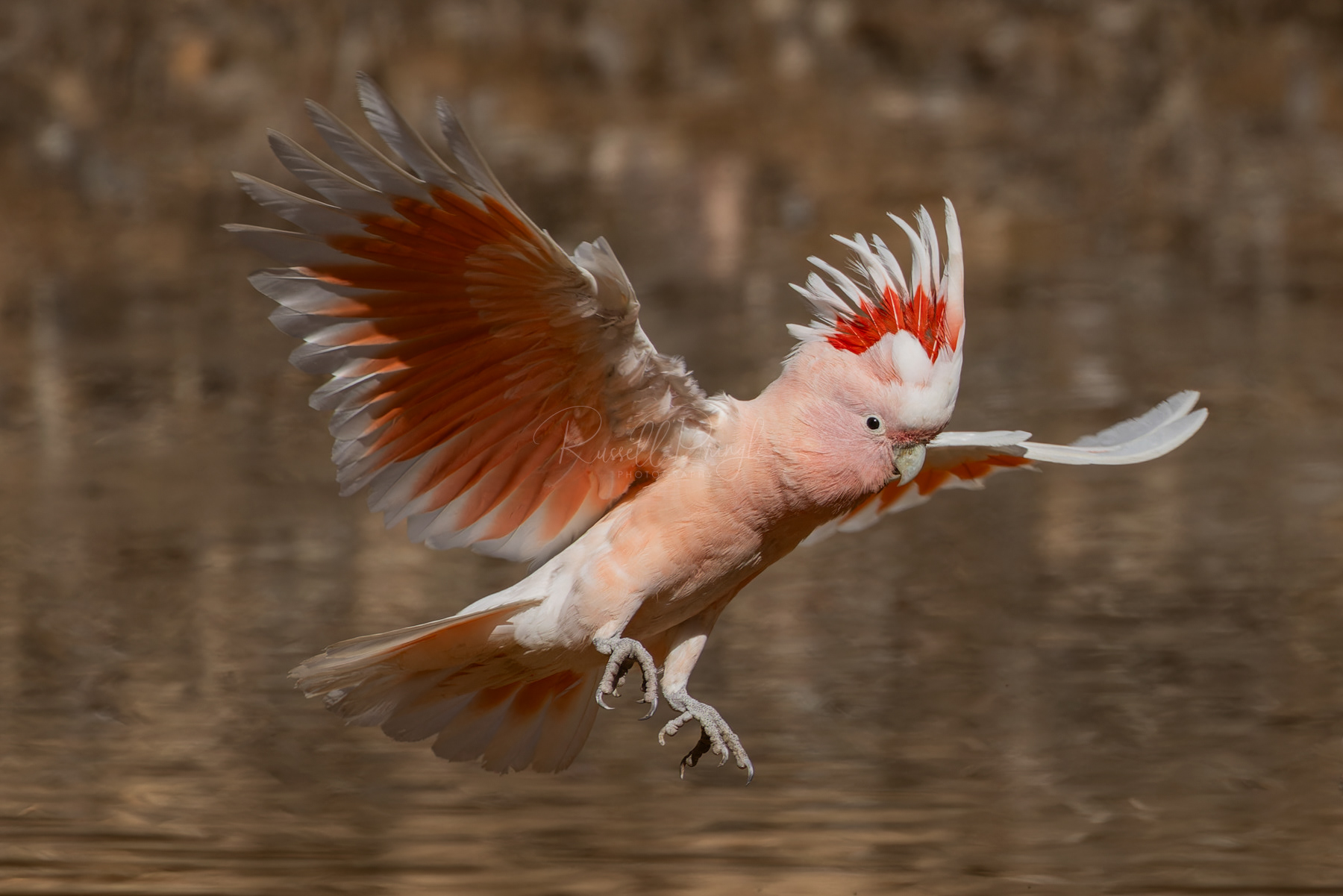 Major Mitchell's Cockatoo (Mollis sub-species)