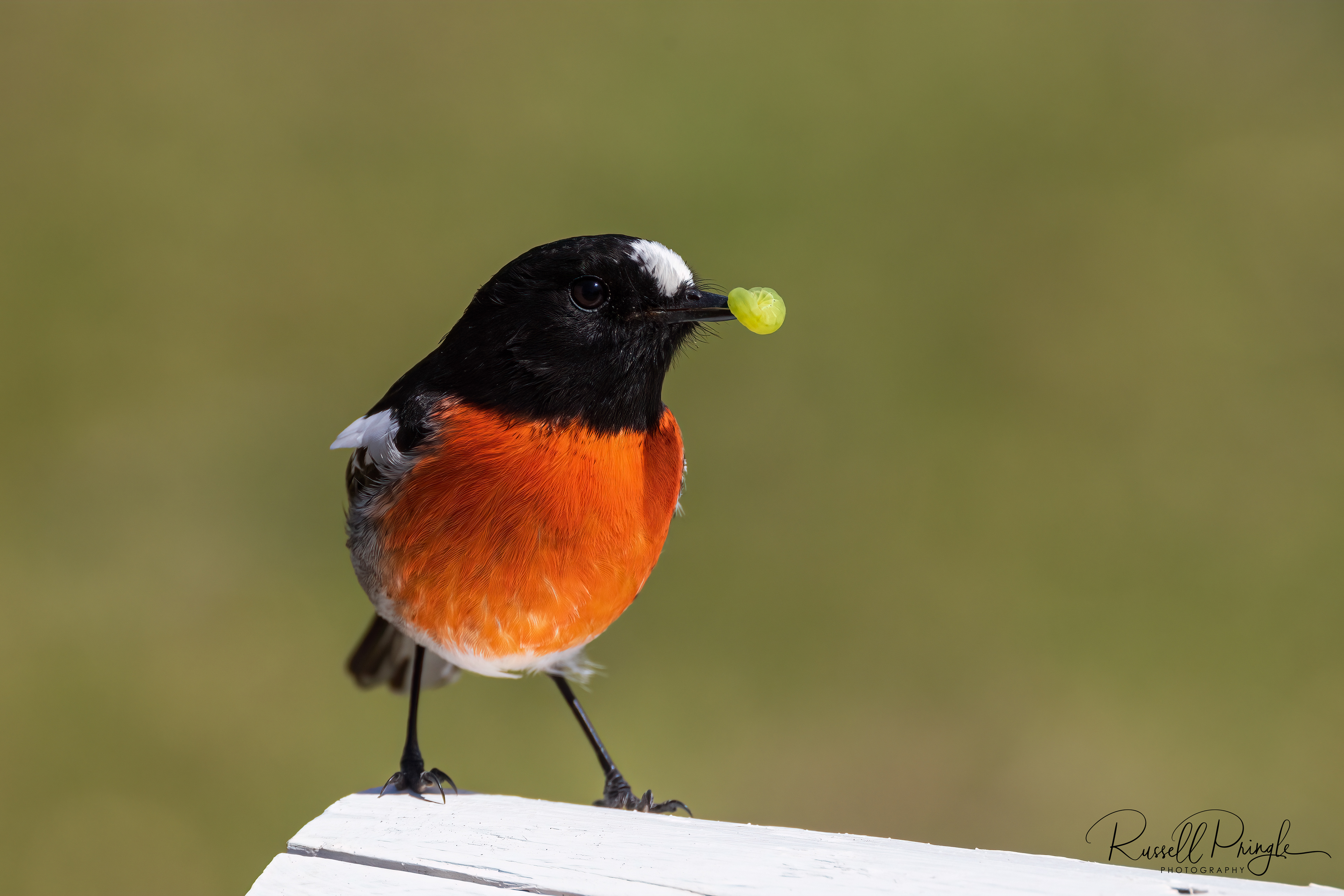 Scarlet Robin (Male)