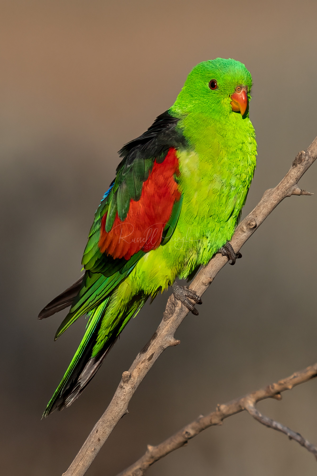 Red-winged Parrot (male)