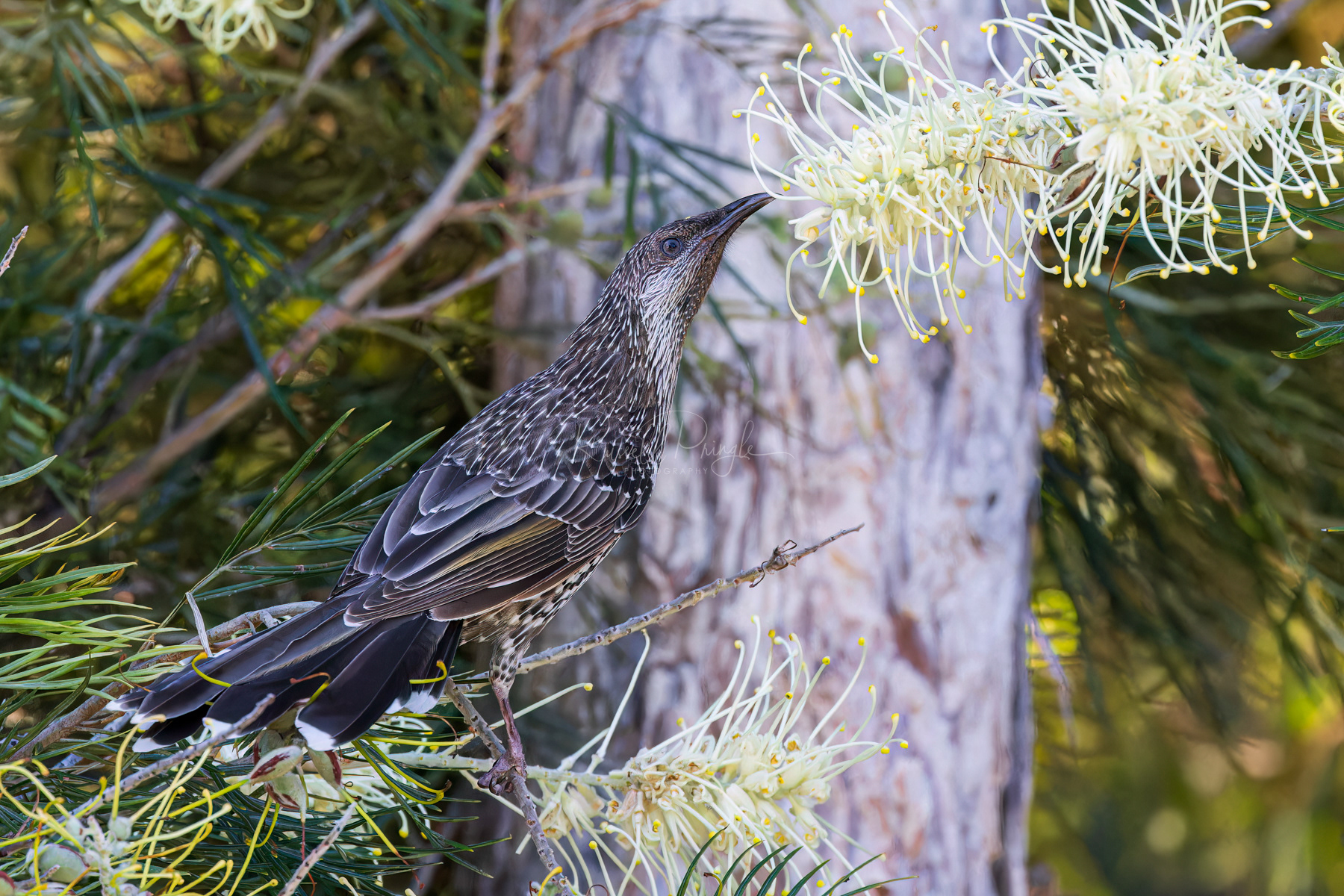 Little Wattlebird
