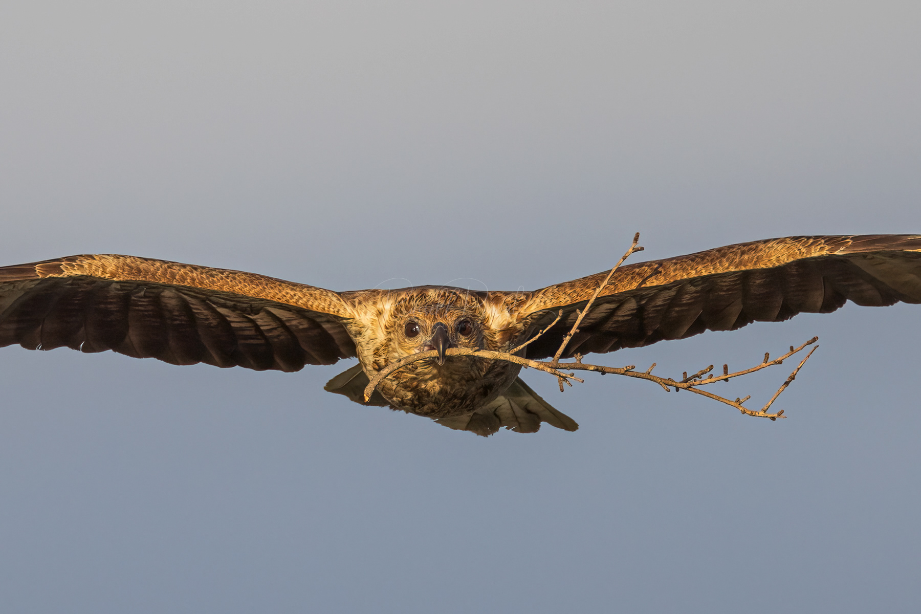 Whistling Kite