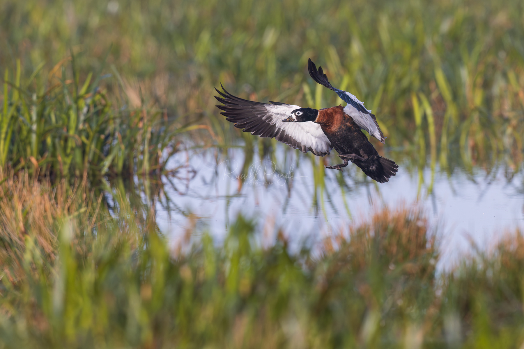 Australian Shelduck (female)