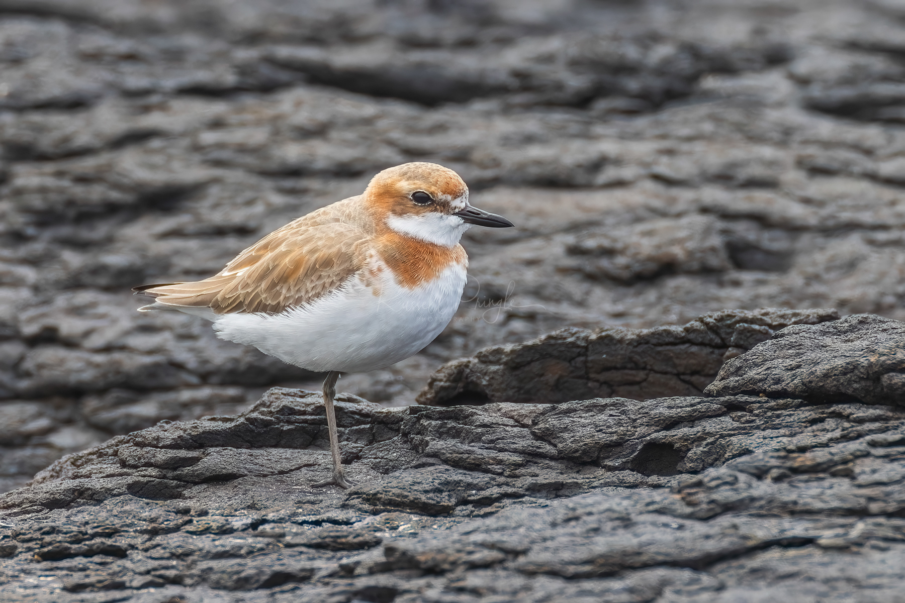 Greater Sand-Plover