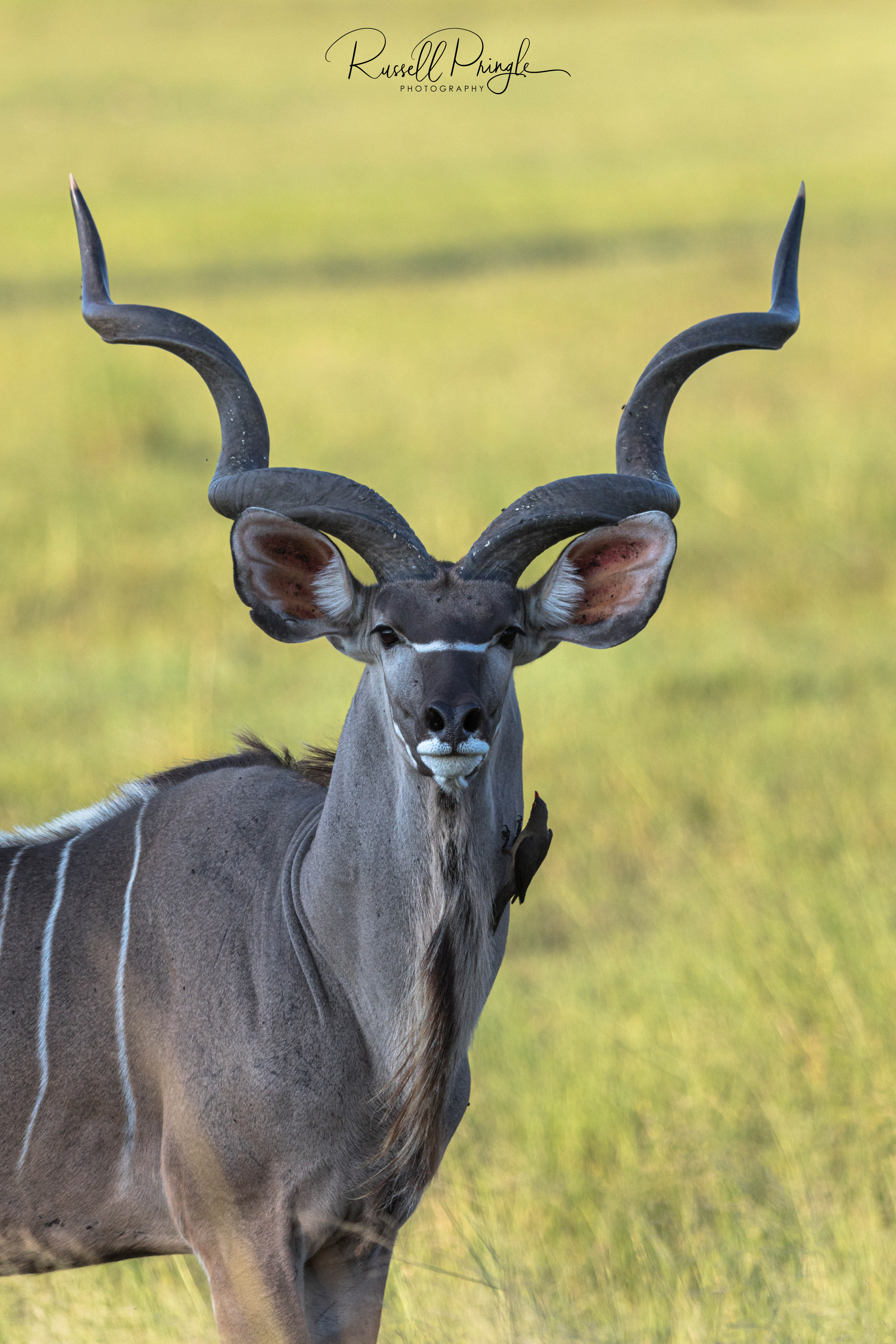 Kudu-Duba