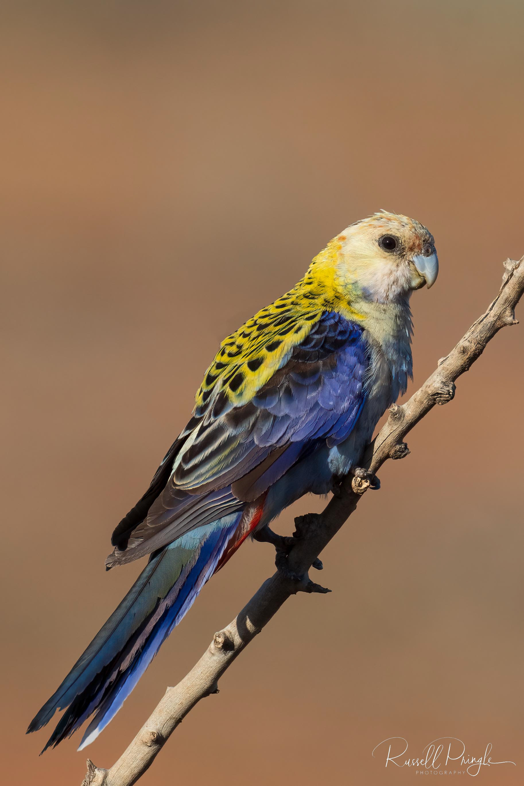 Pale-headed Rosella