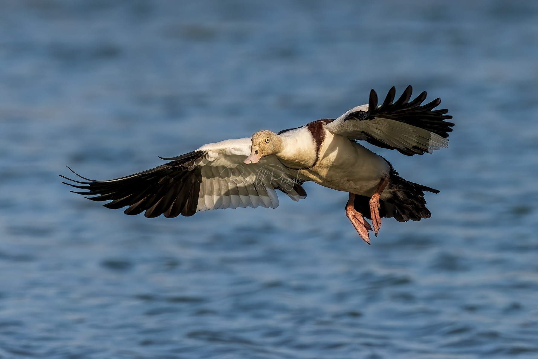 Radjah Shelduck