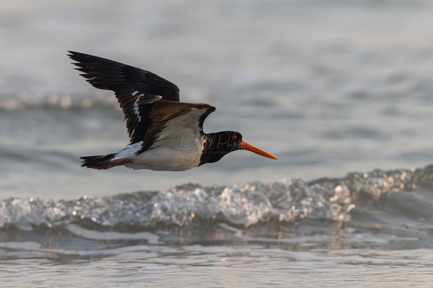 Pied Oystercatcher