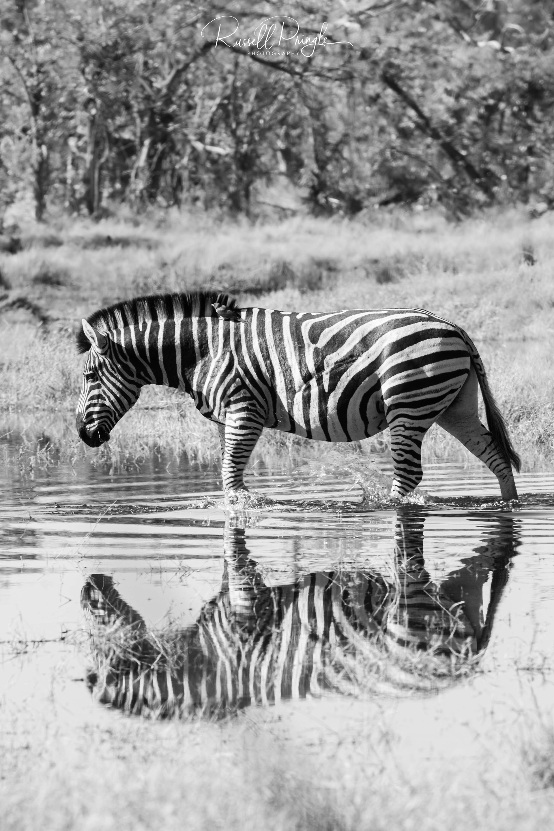Zebra-Kwara