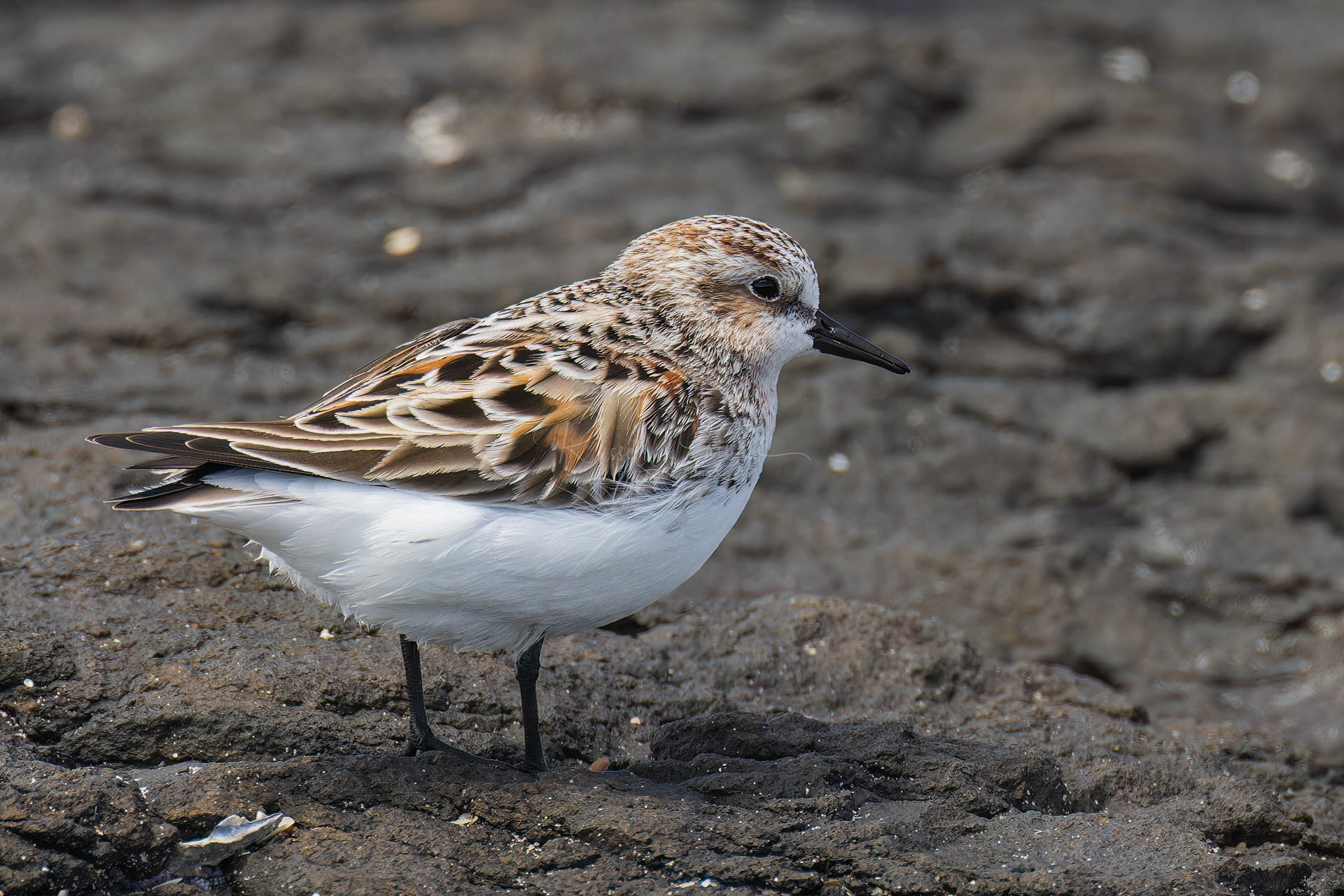 Red-necked Stint