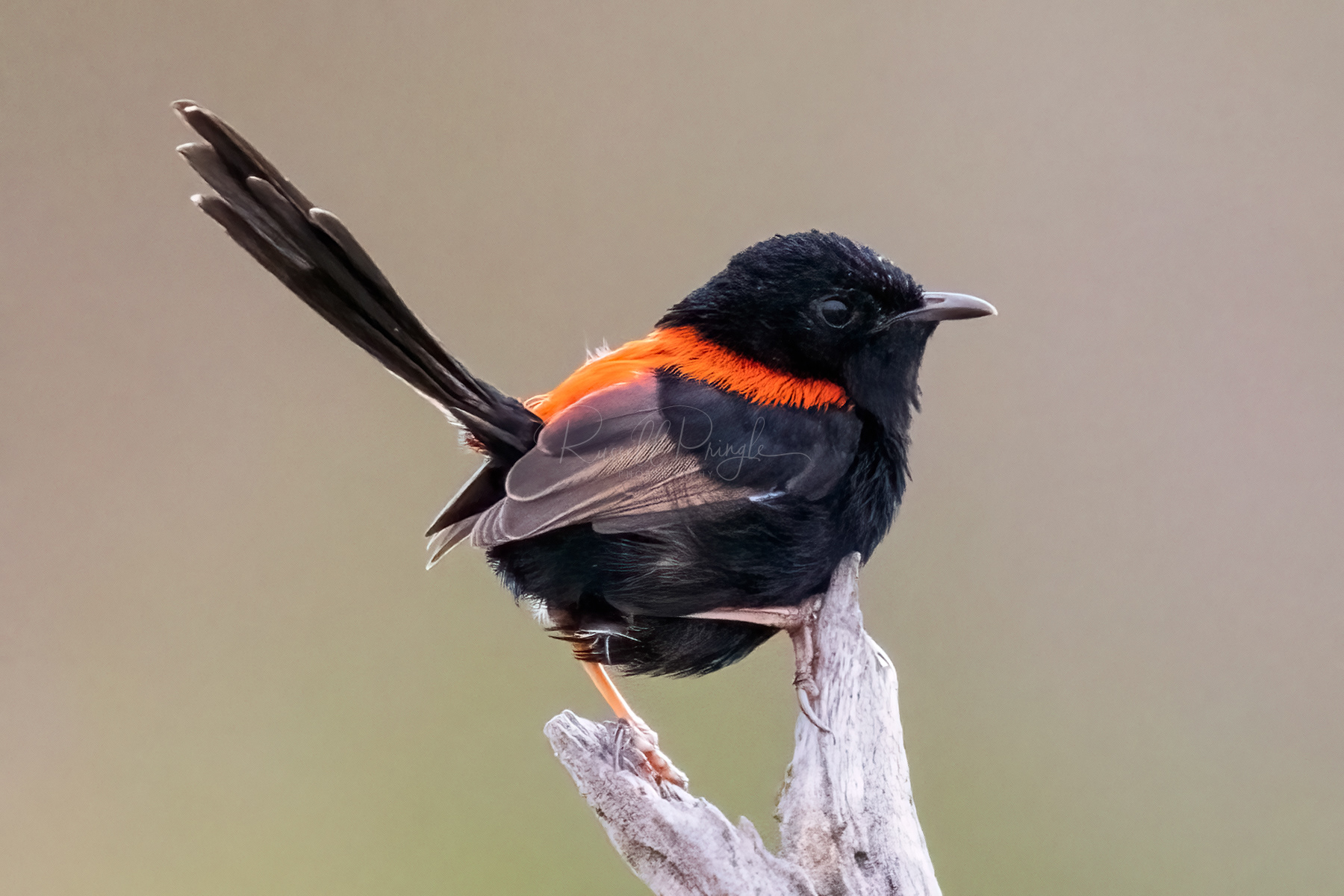 Red-backed Fairywren (male)