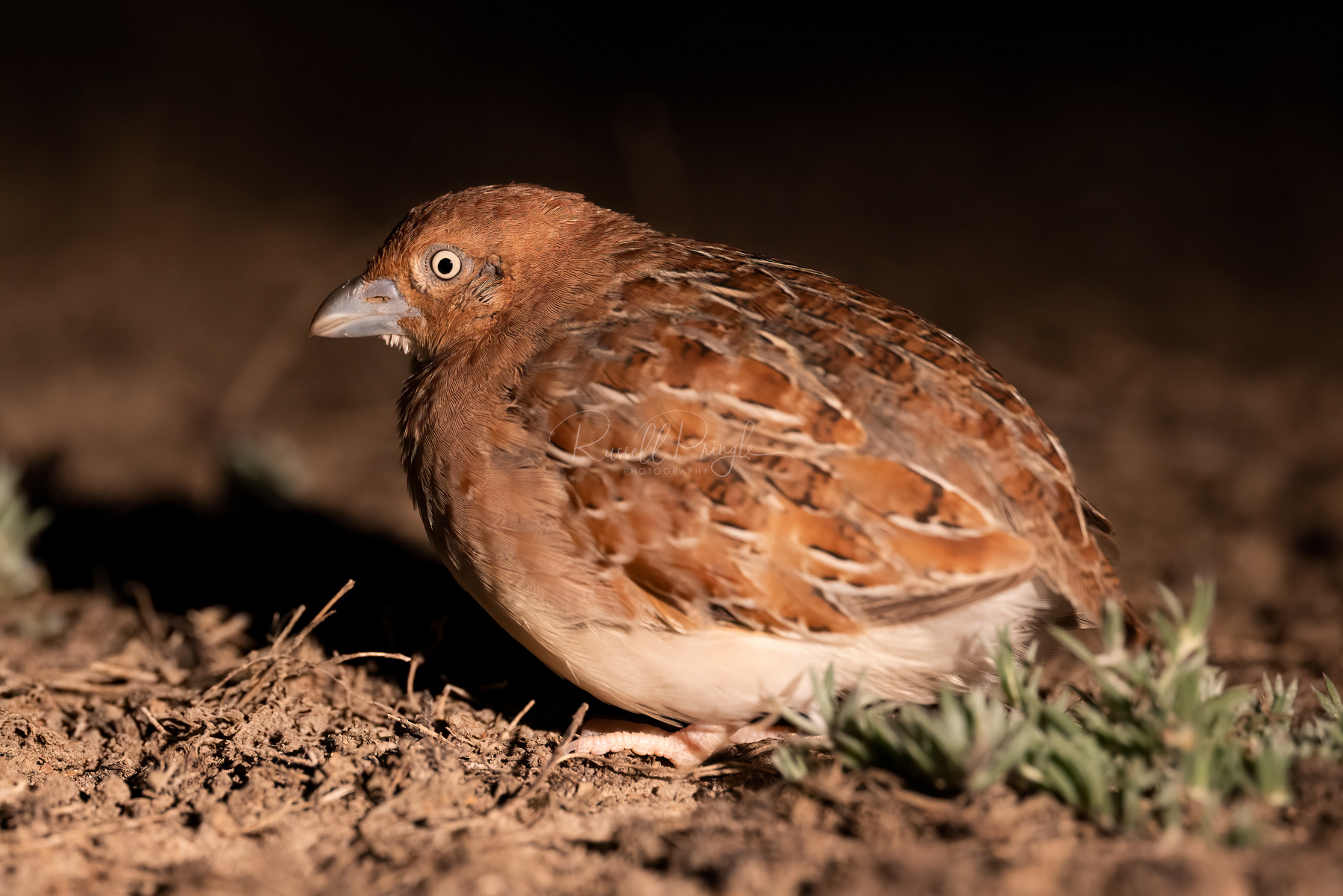 Little Button-Quail (female)