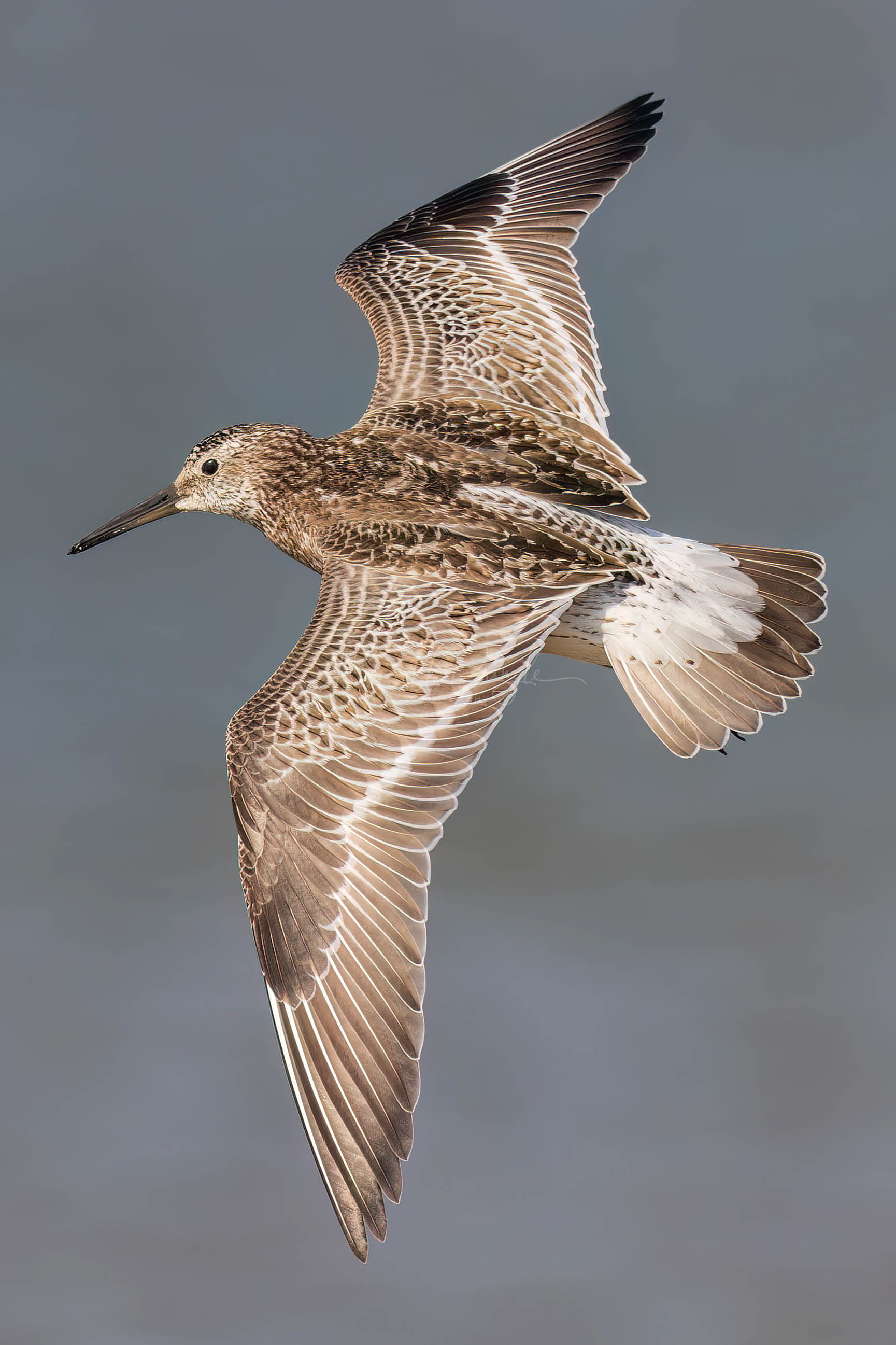 Great Knot (non-breeding)