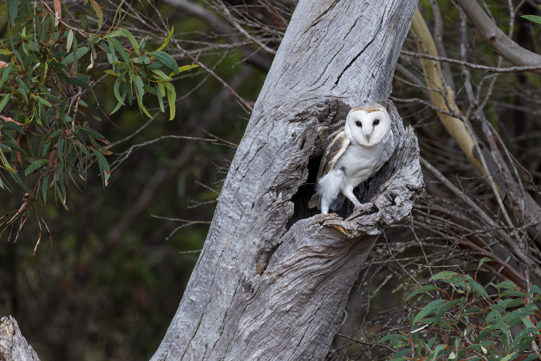 Barn Owl
