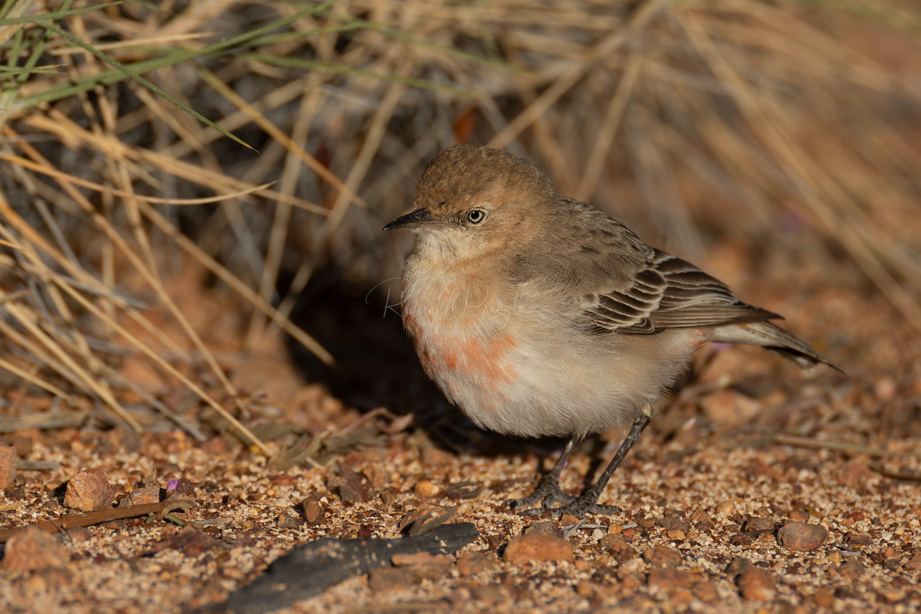 Crimson Chat (female)