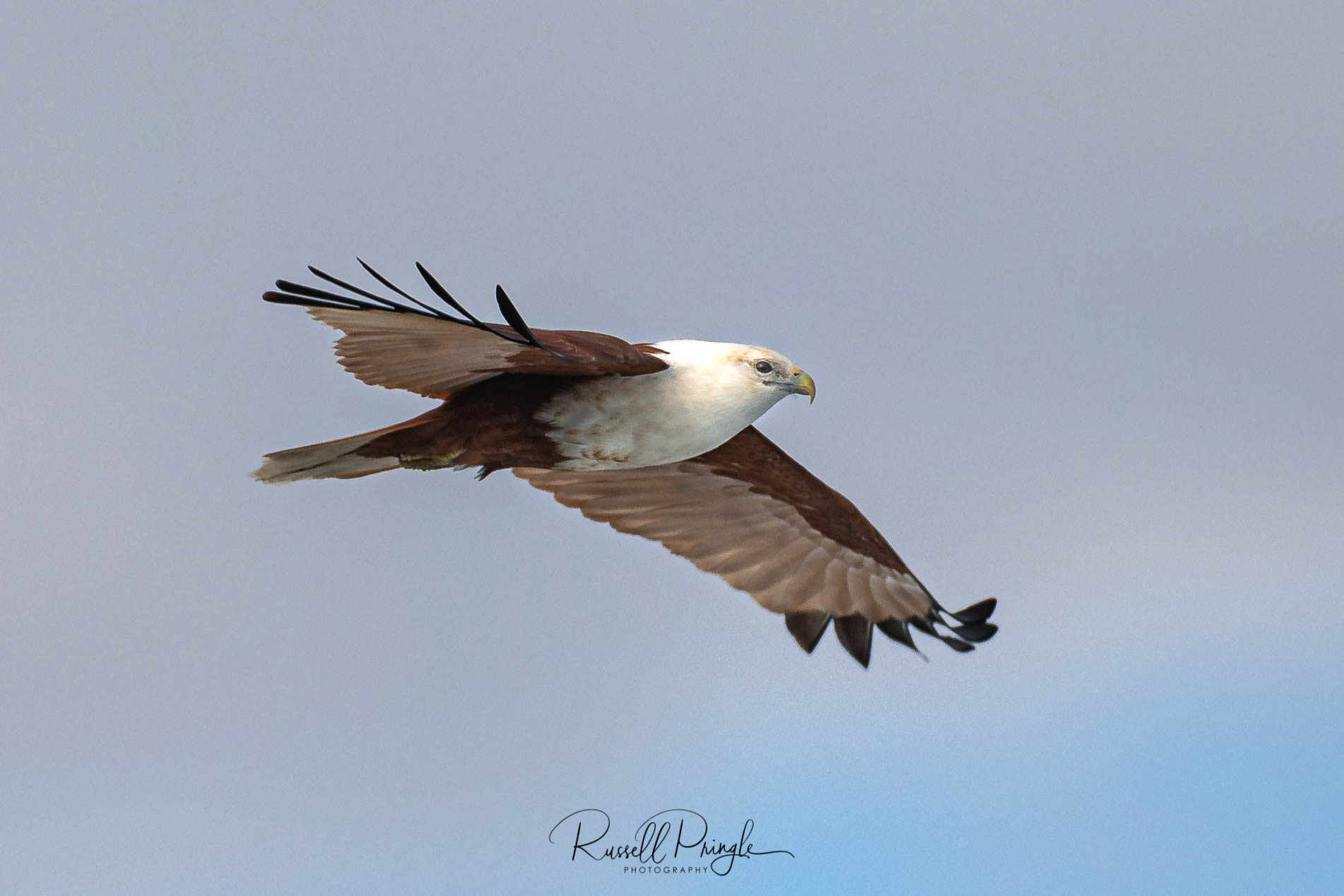 Brahminy Kite