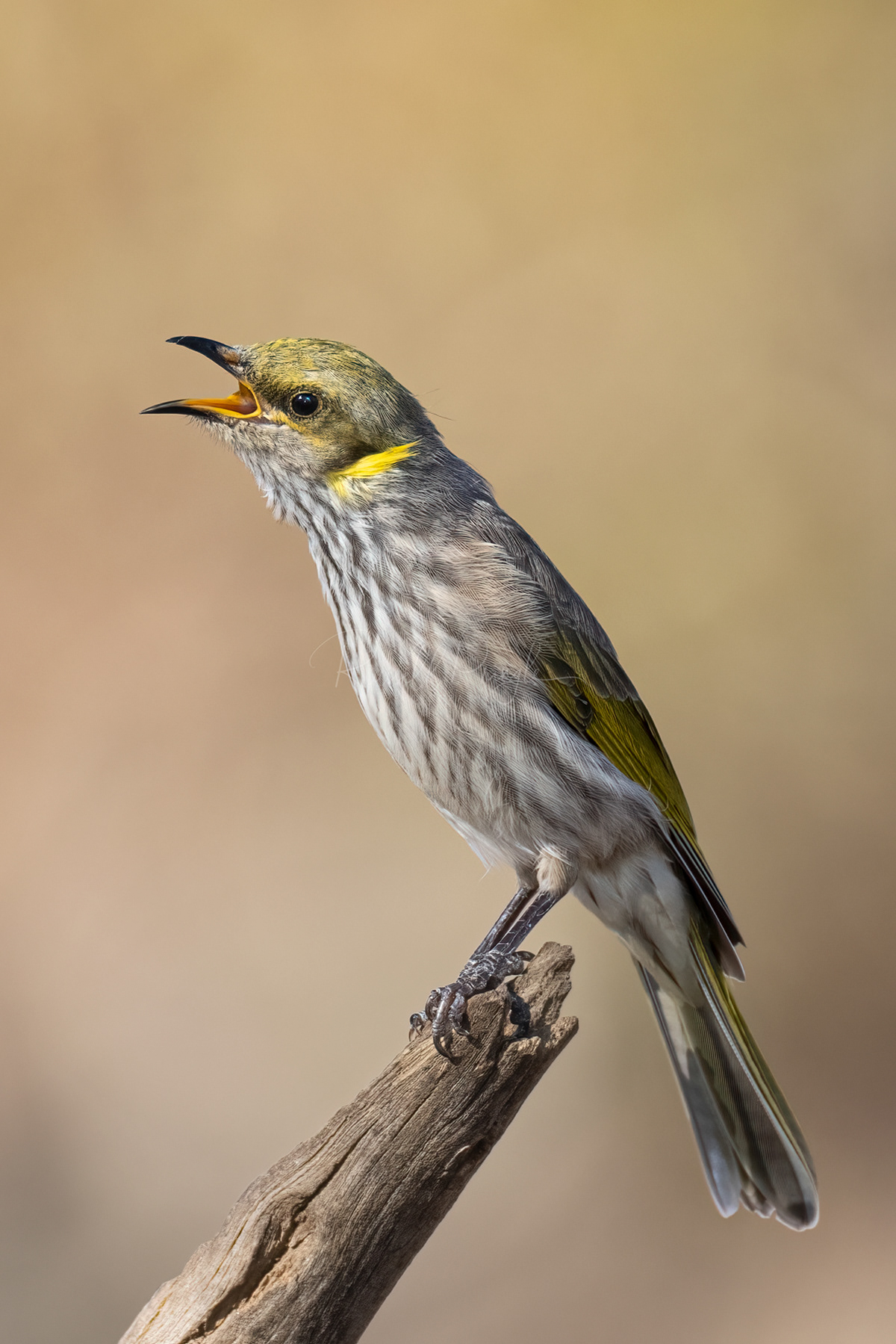 Yellow-plumed Honeyeater