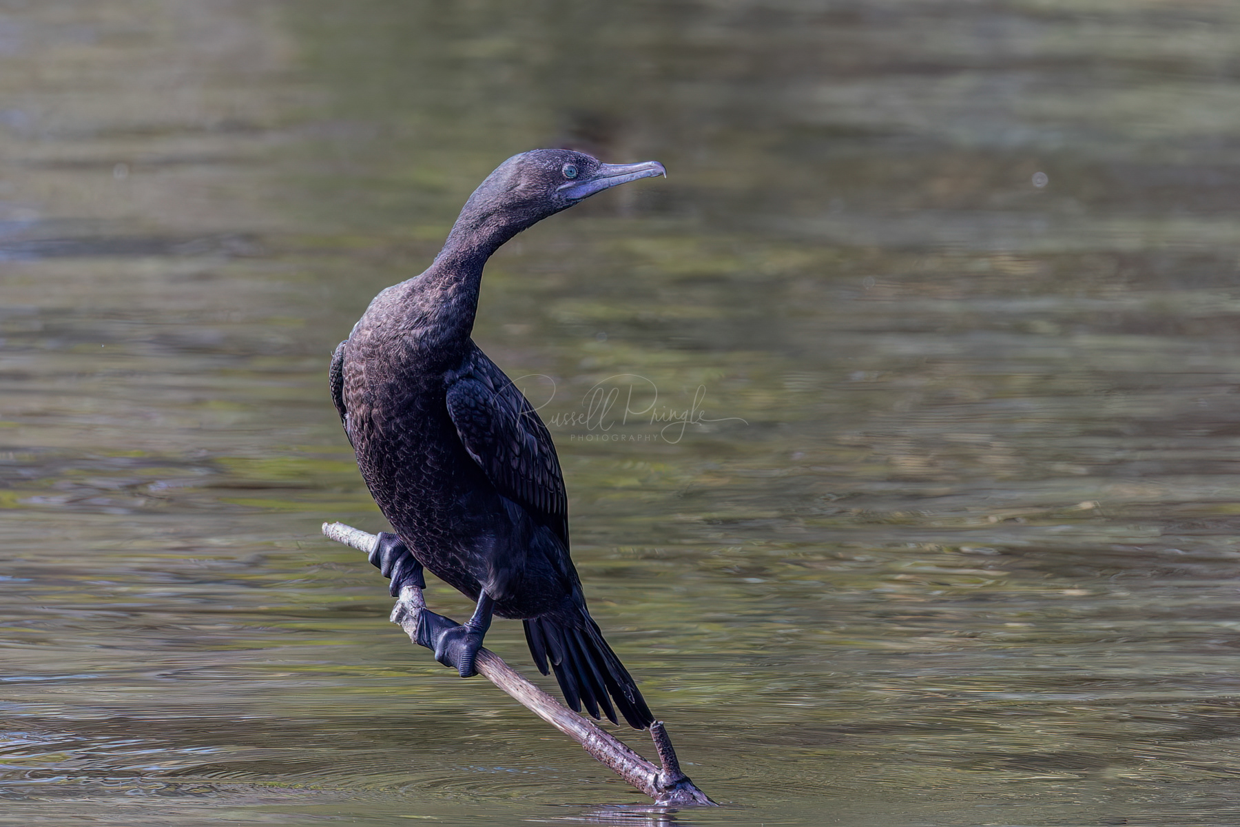 Little-black Cormorant