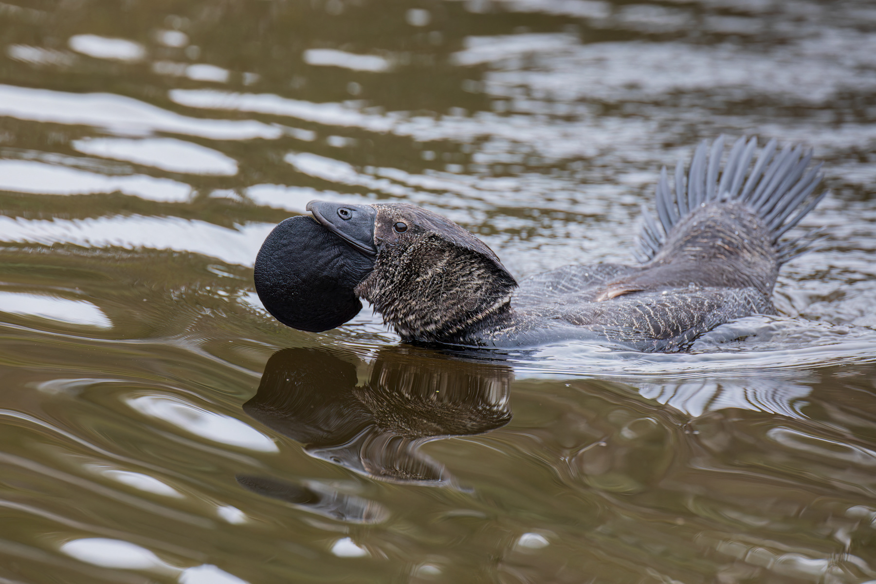Musk Duck (male)