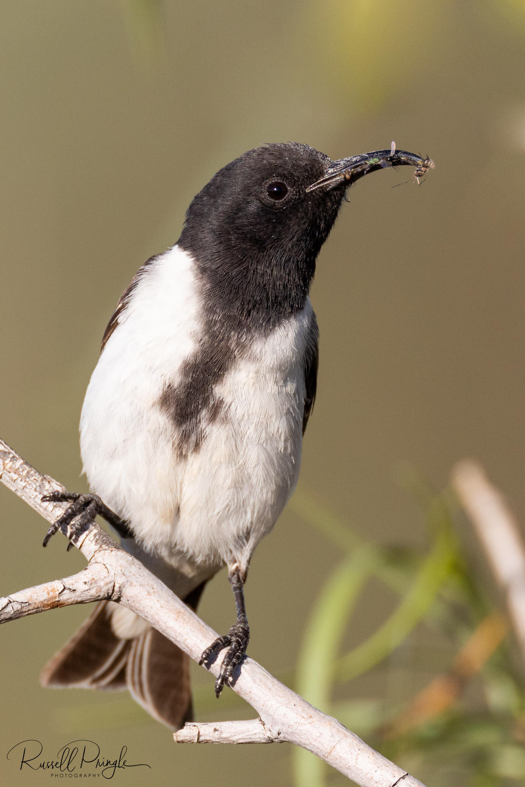 Black Honeyeater (Male)