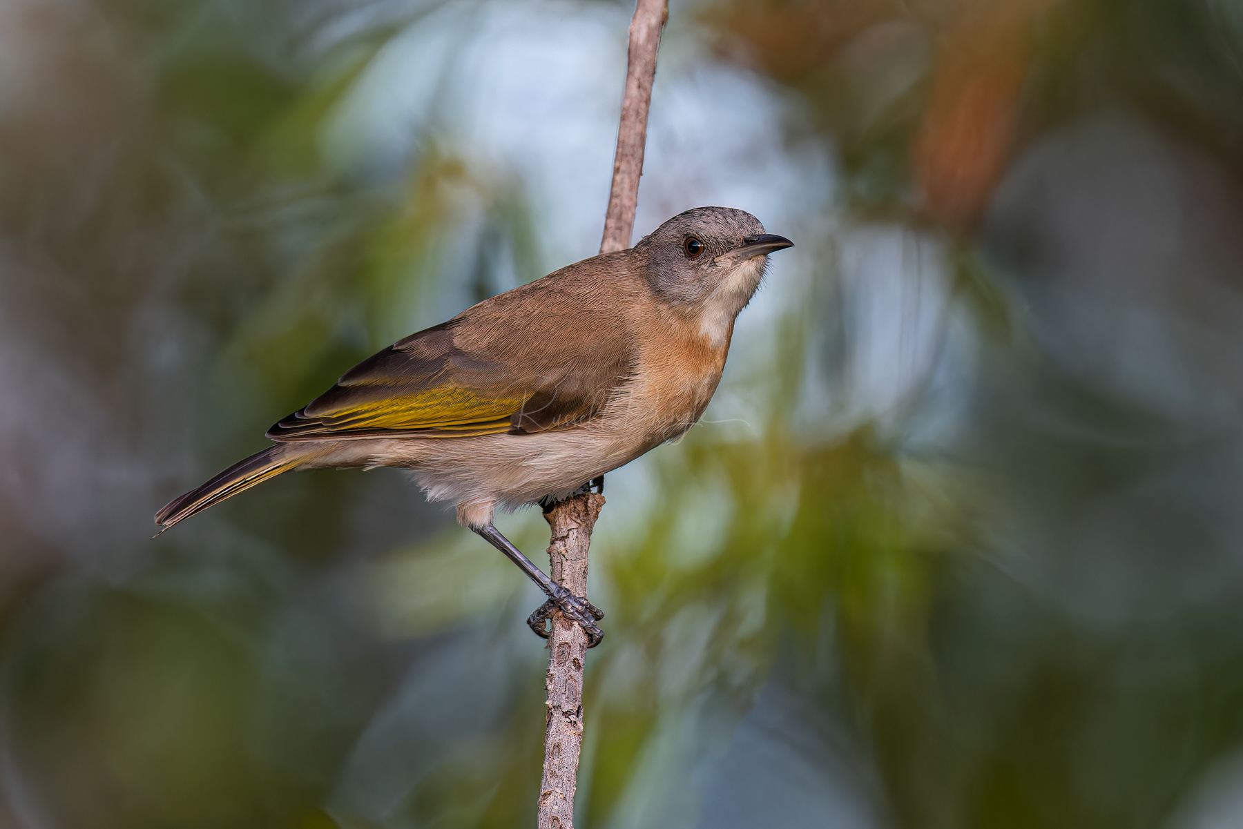 Rufous-banded Honeyeater