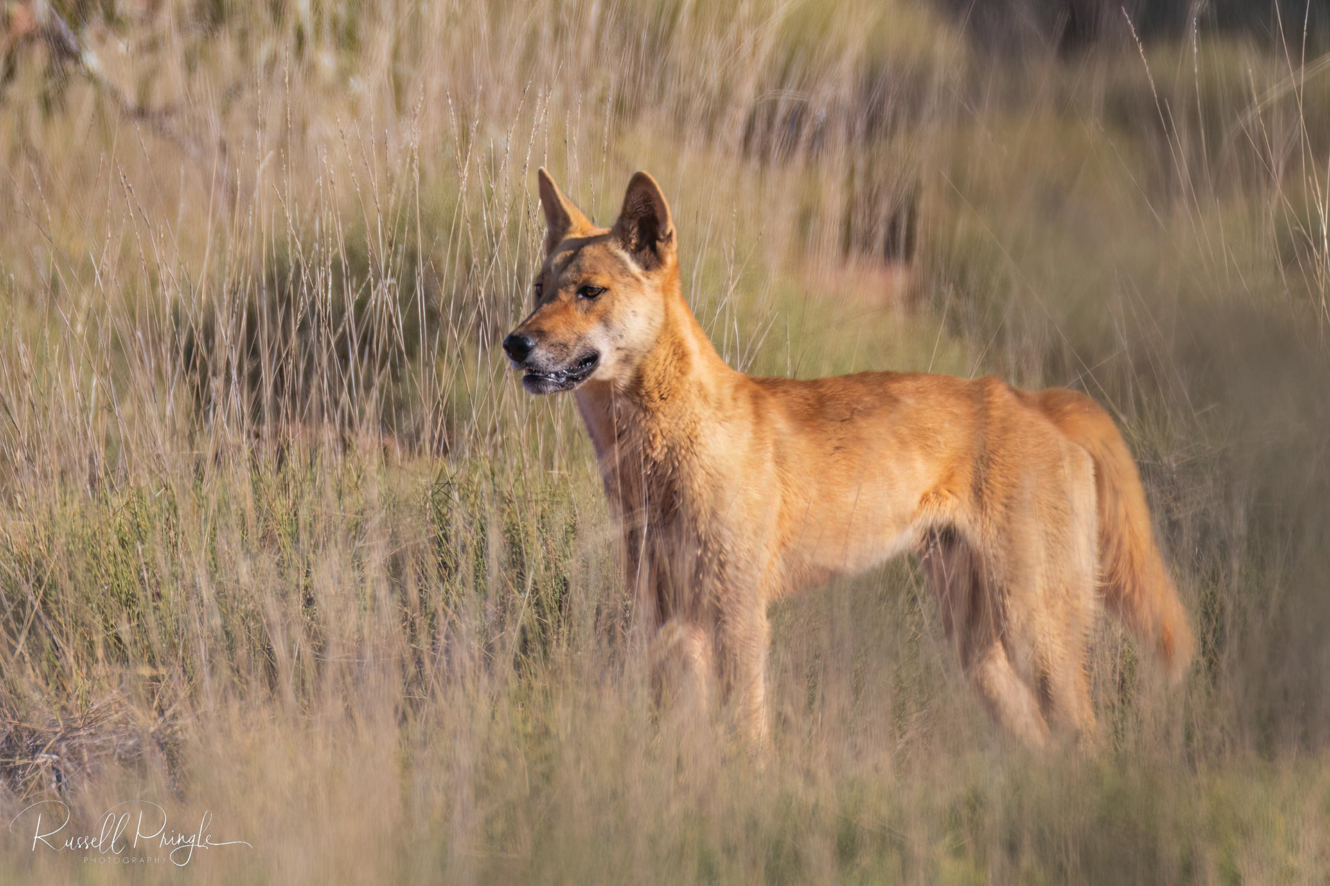 Dingo (Male)