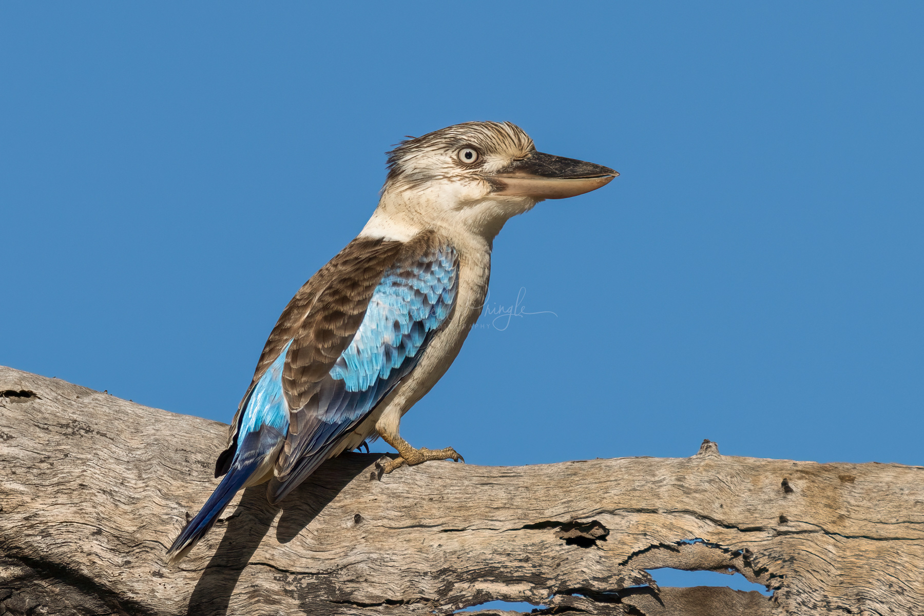 Blue-winged Kookaburra (male)