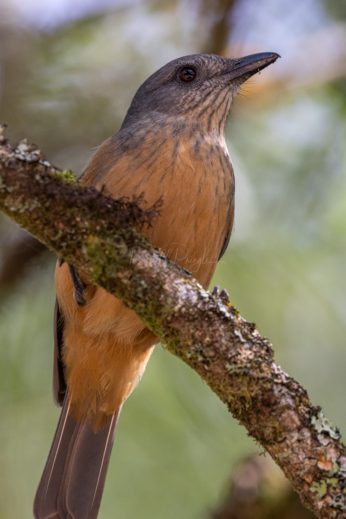 Bower's Shrikethrush