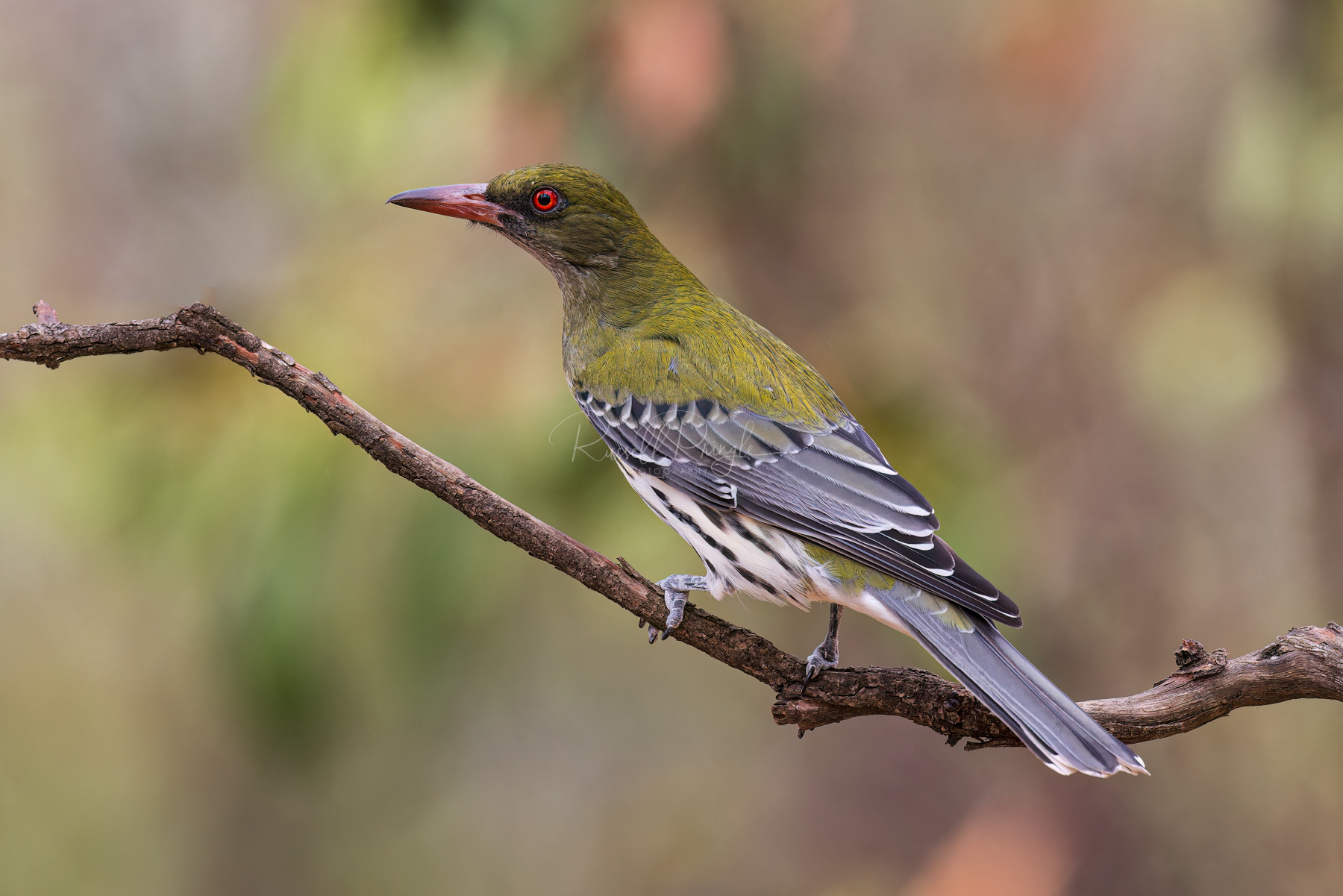Olive-backed Oriole