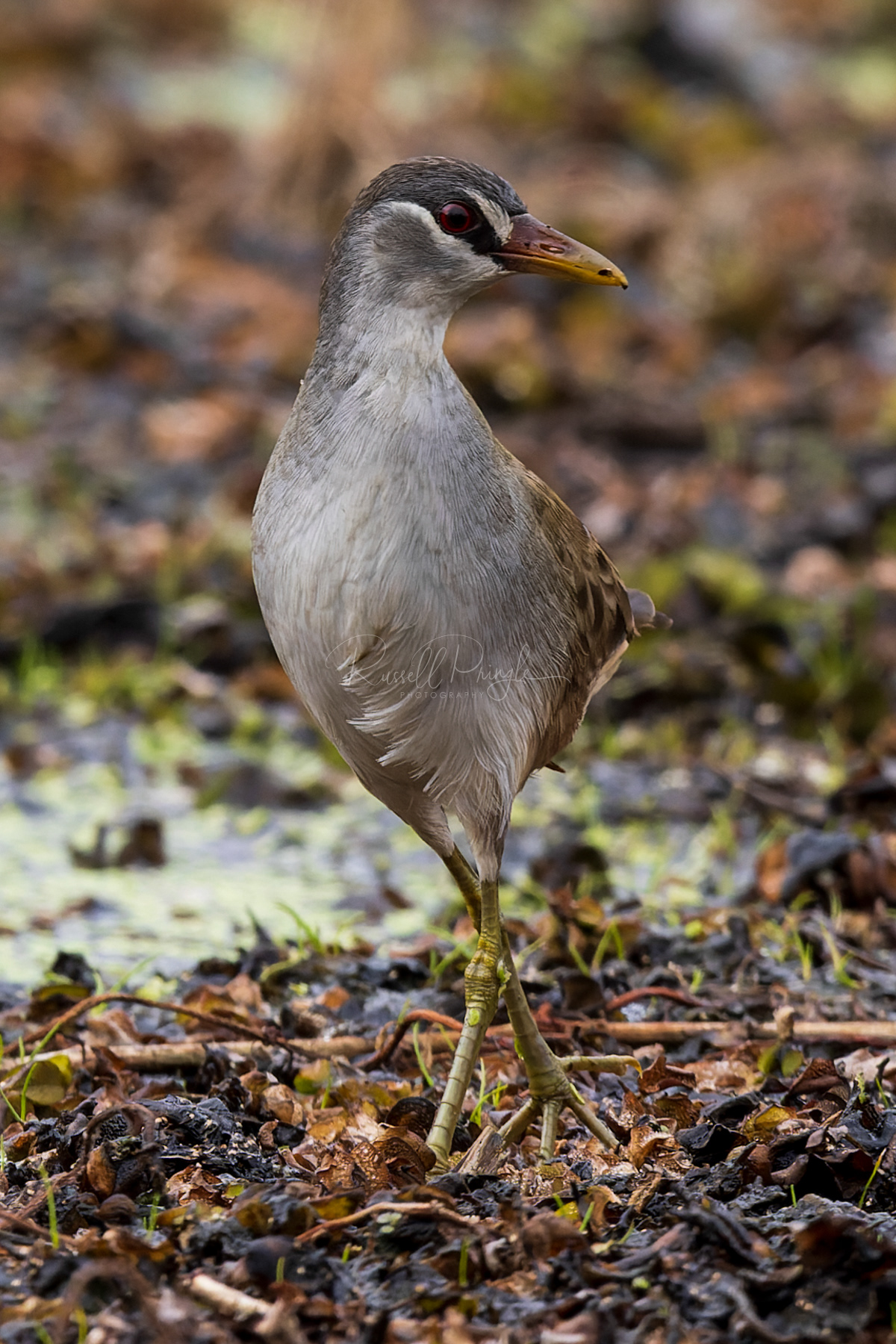 White-browed Crake