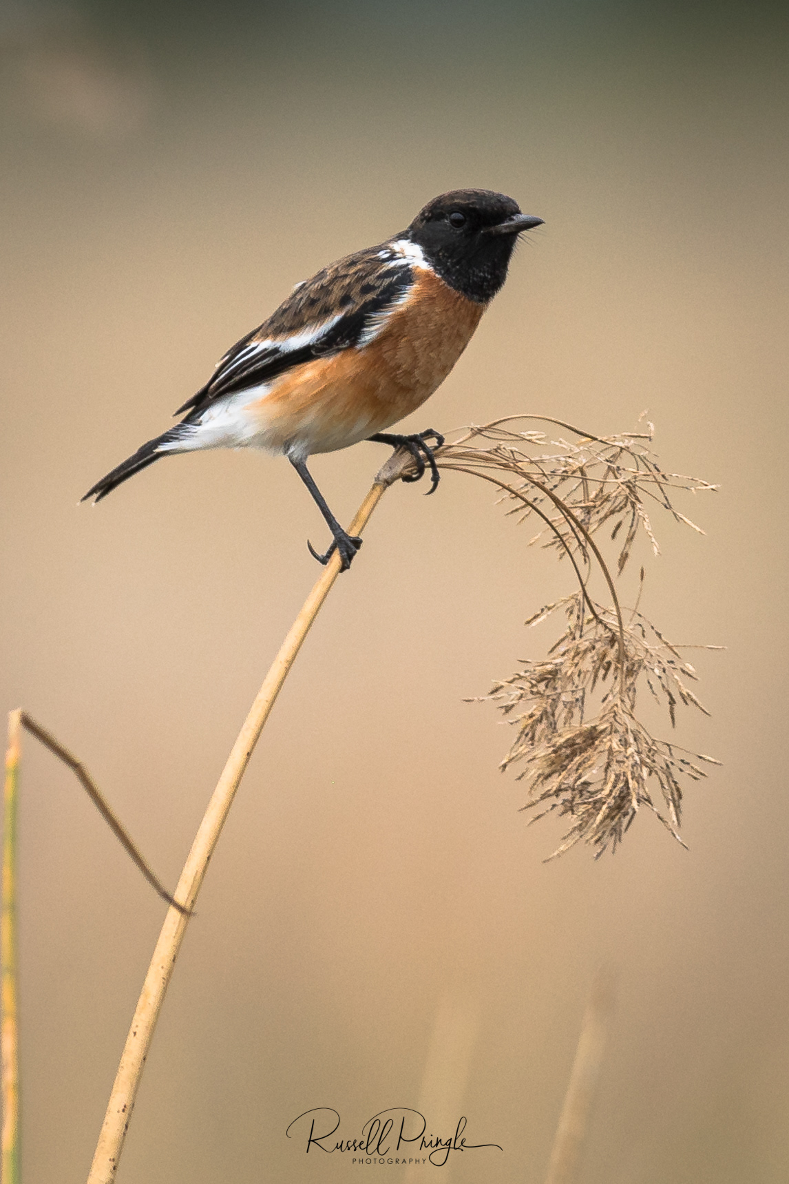 African Stone-Chat