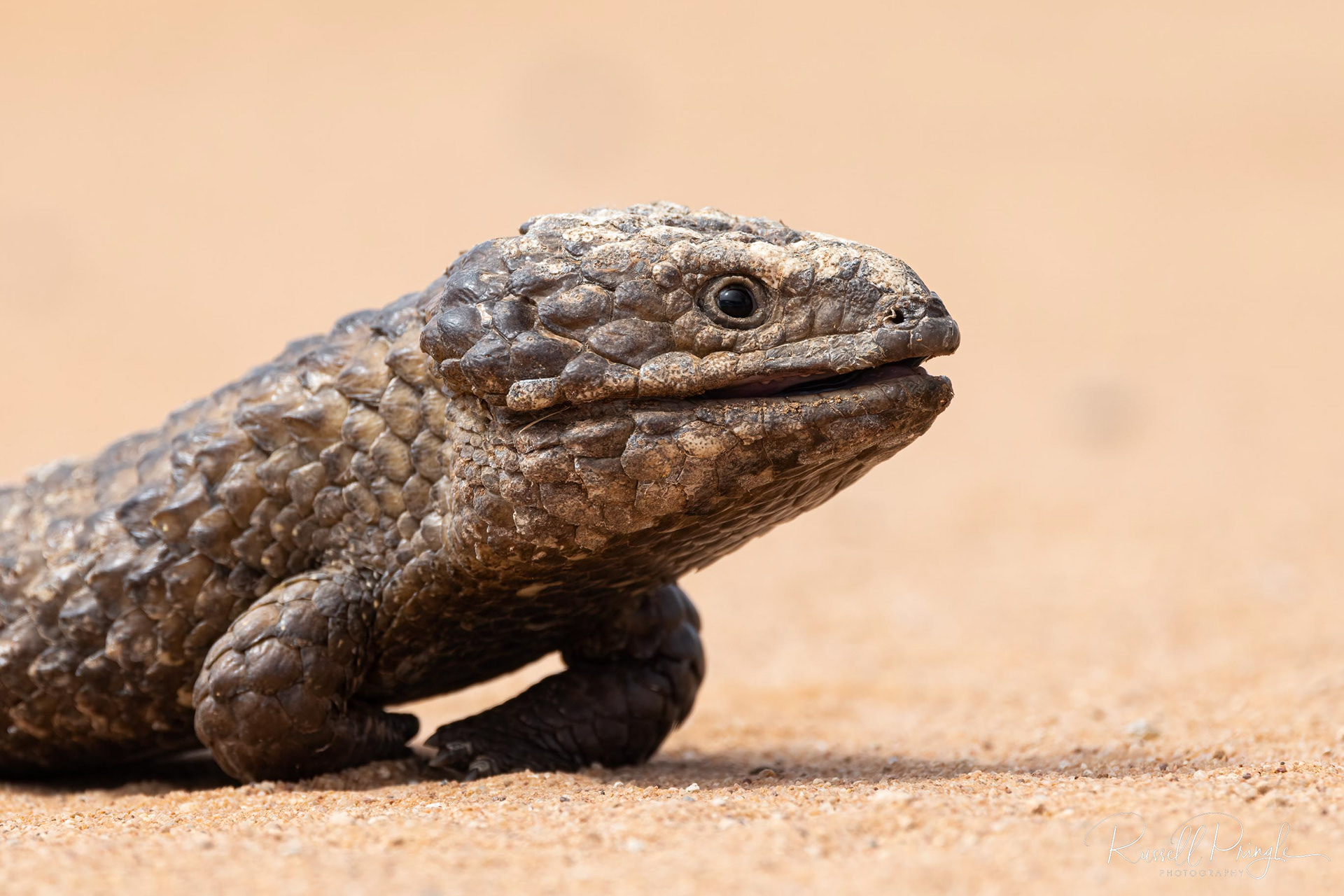 Shingle-backed Lizard