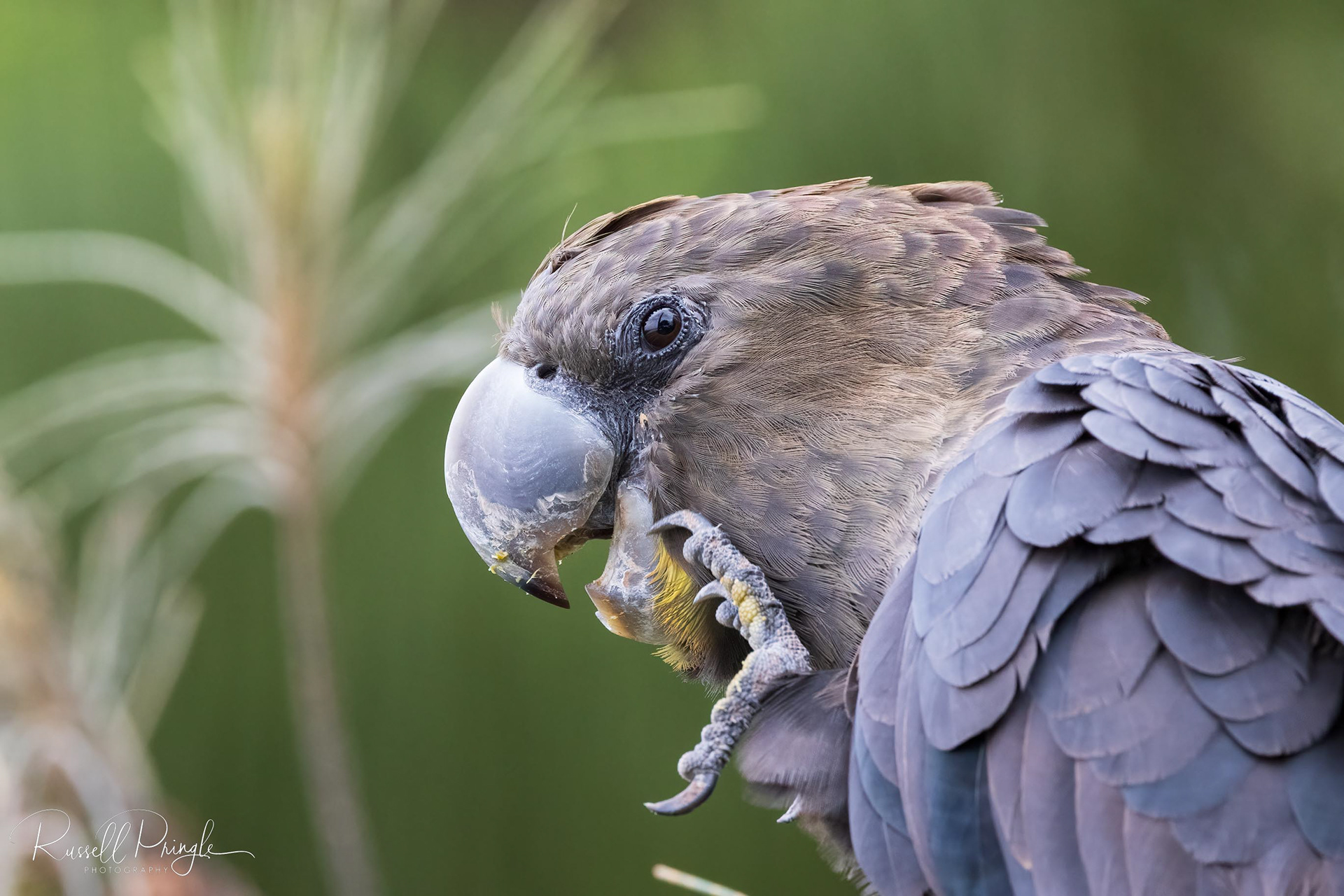 Glossy Black Cockatoo (Male)