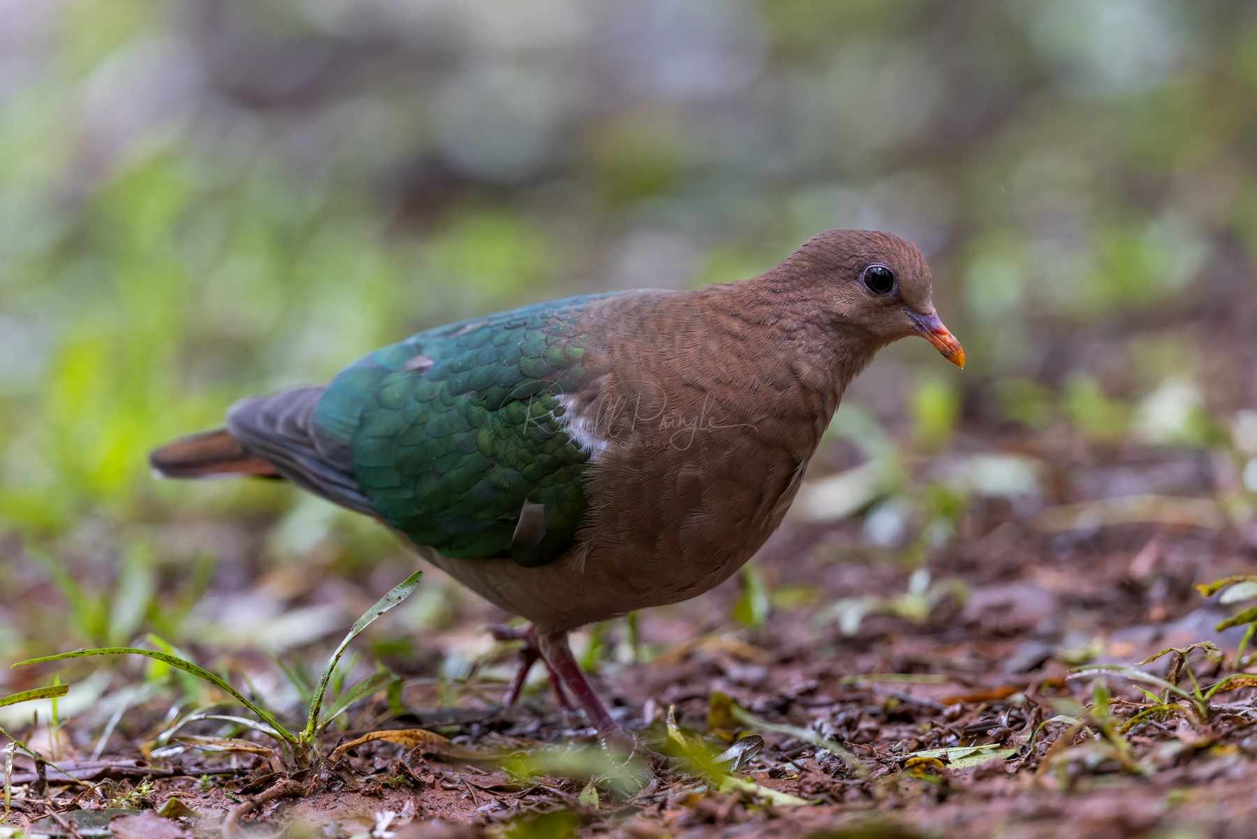 Pacific Emerald-Dove