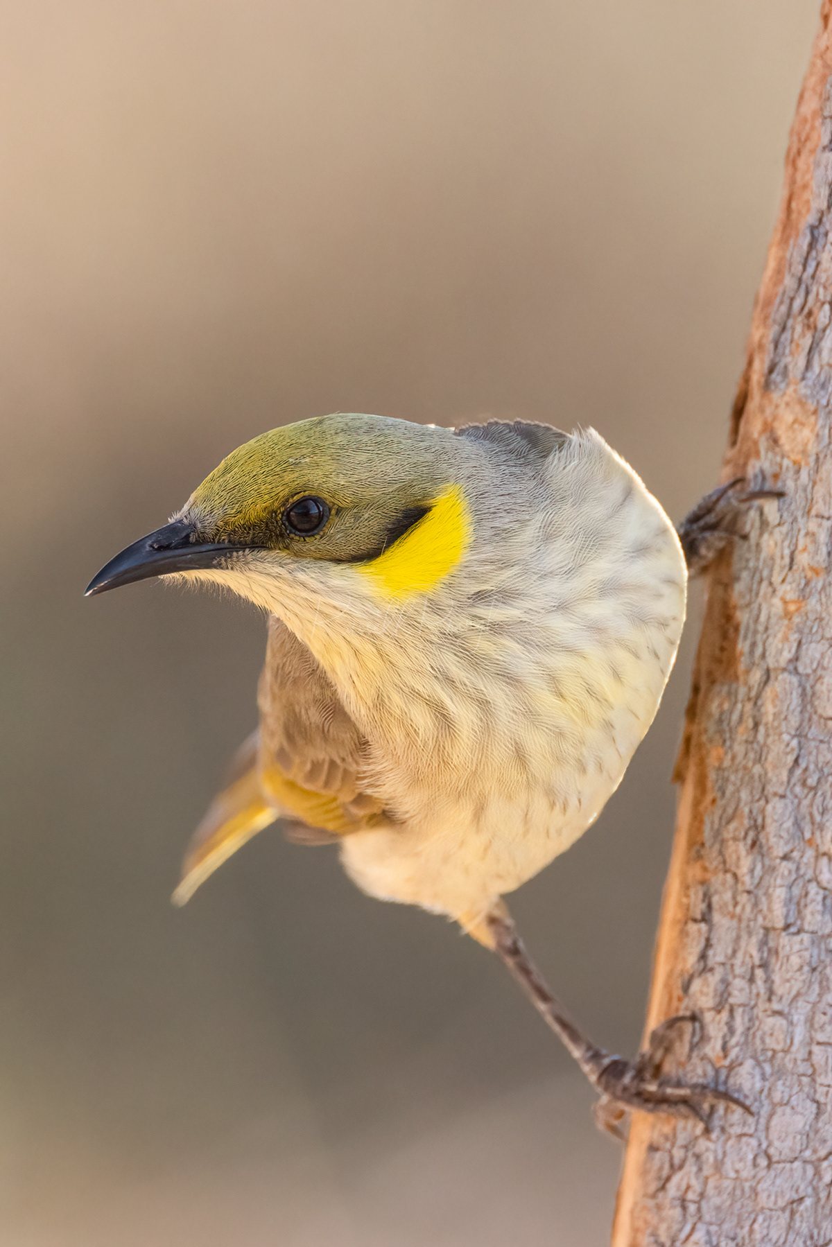 Grey-fronted Honeyeater