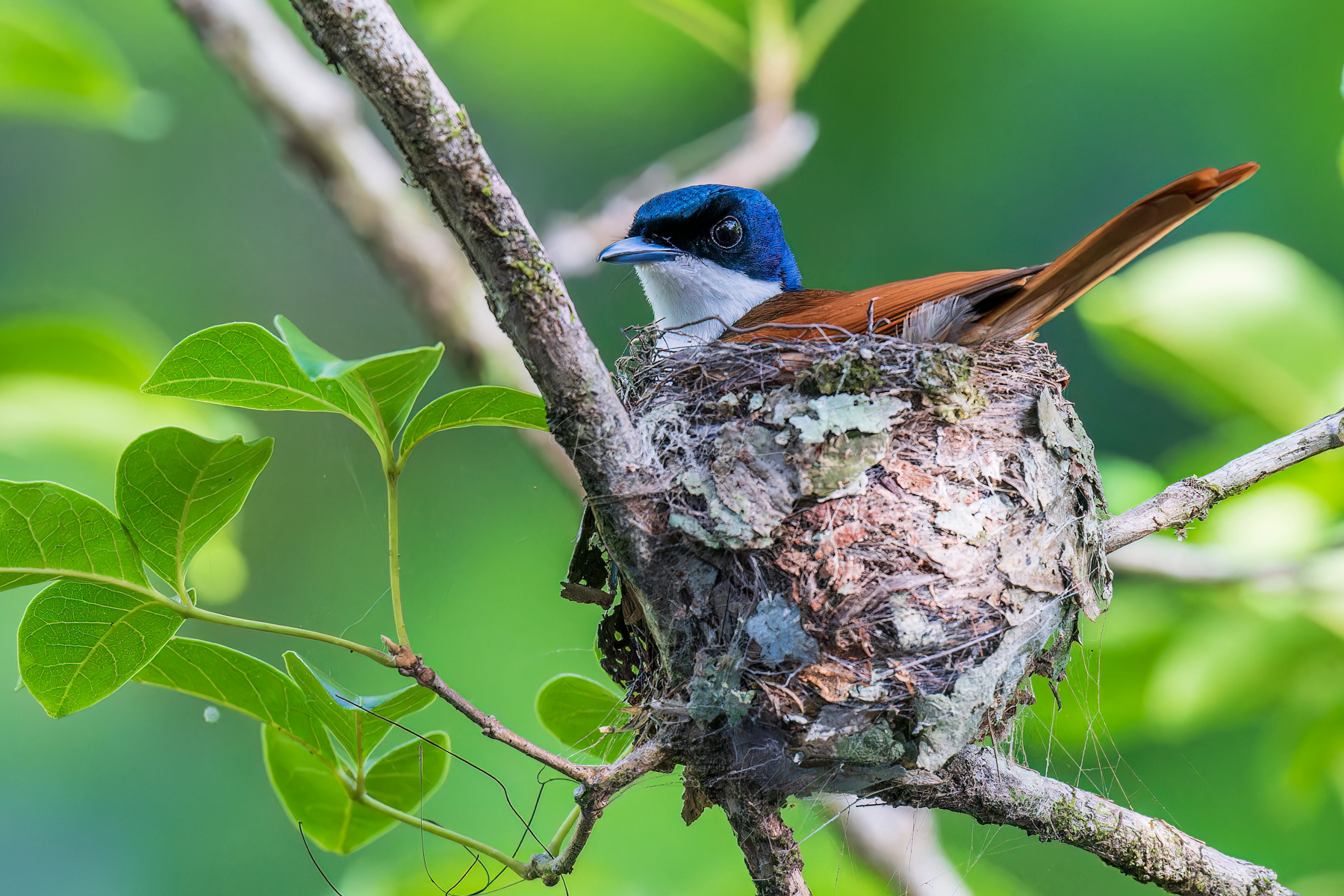 Satin Flycatcher (female)