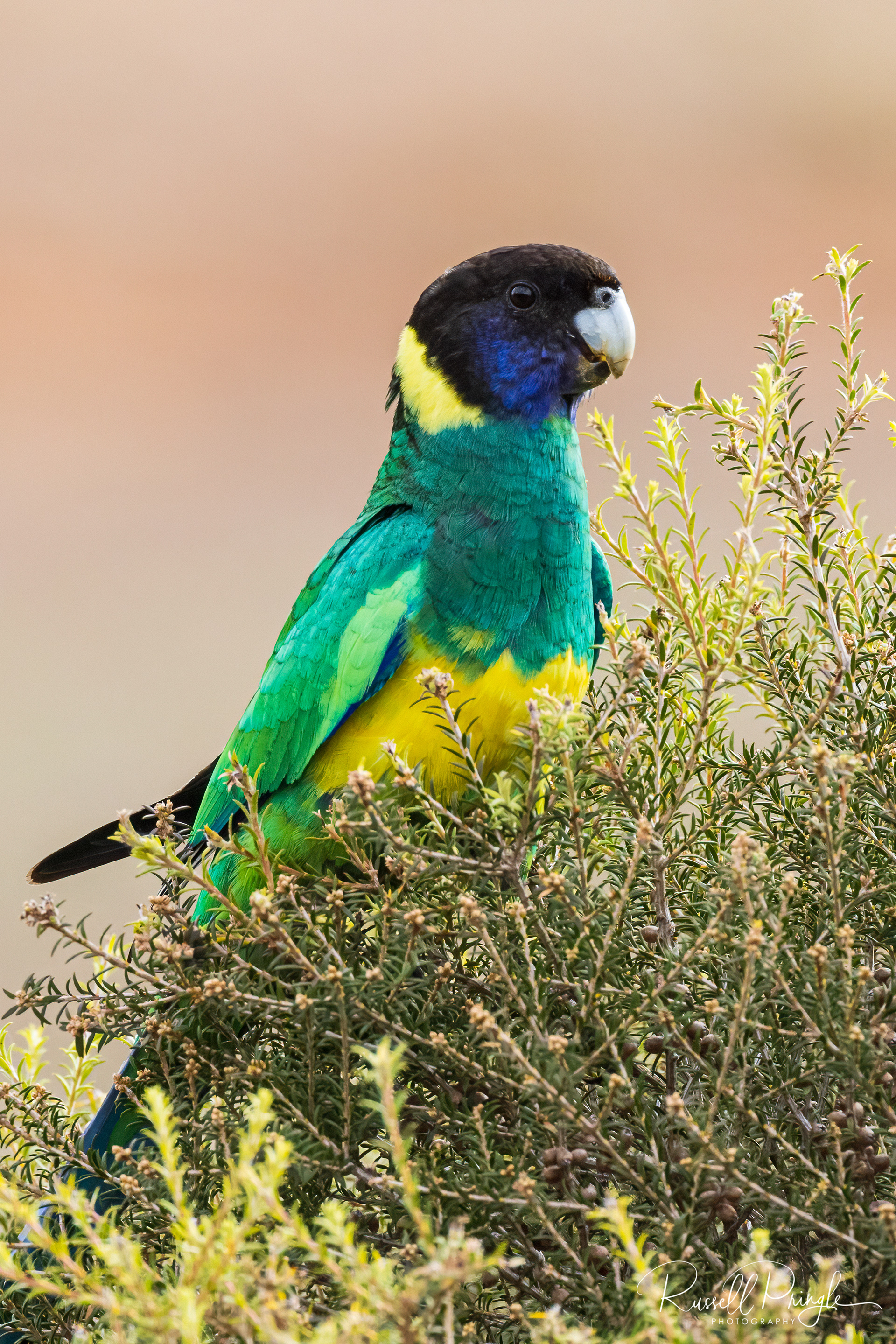 Port Lincoln Parrot