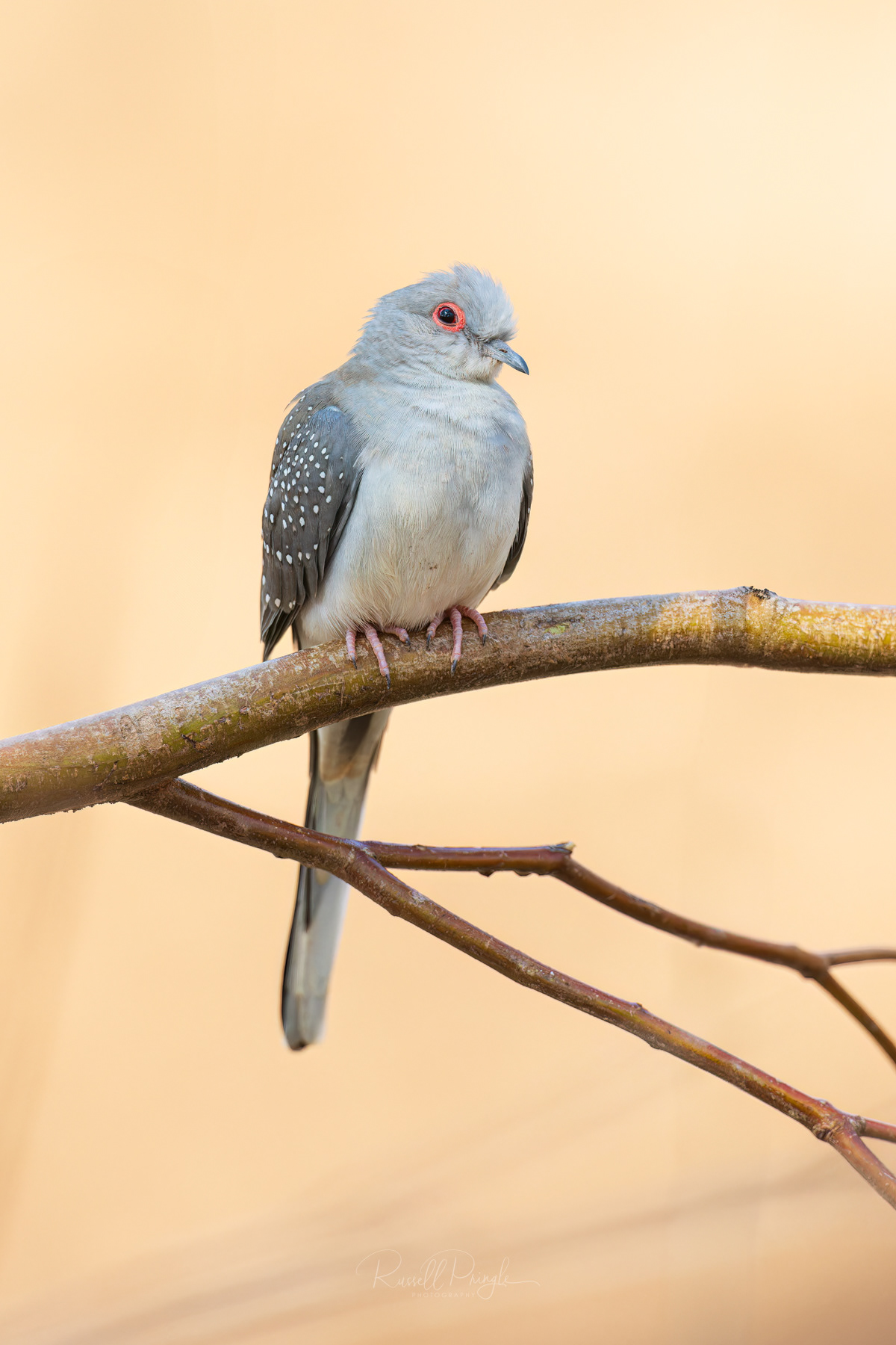 Peacefull Dove 'ssp clelandi'