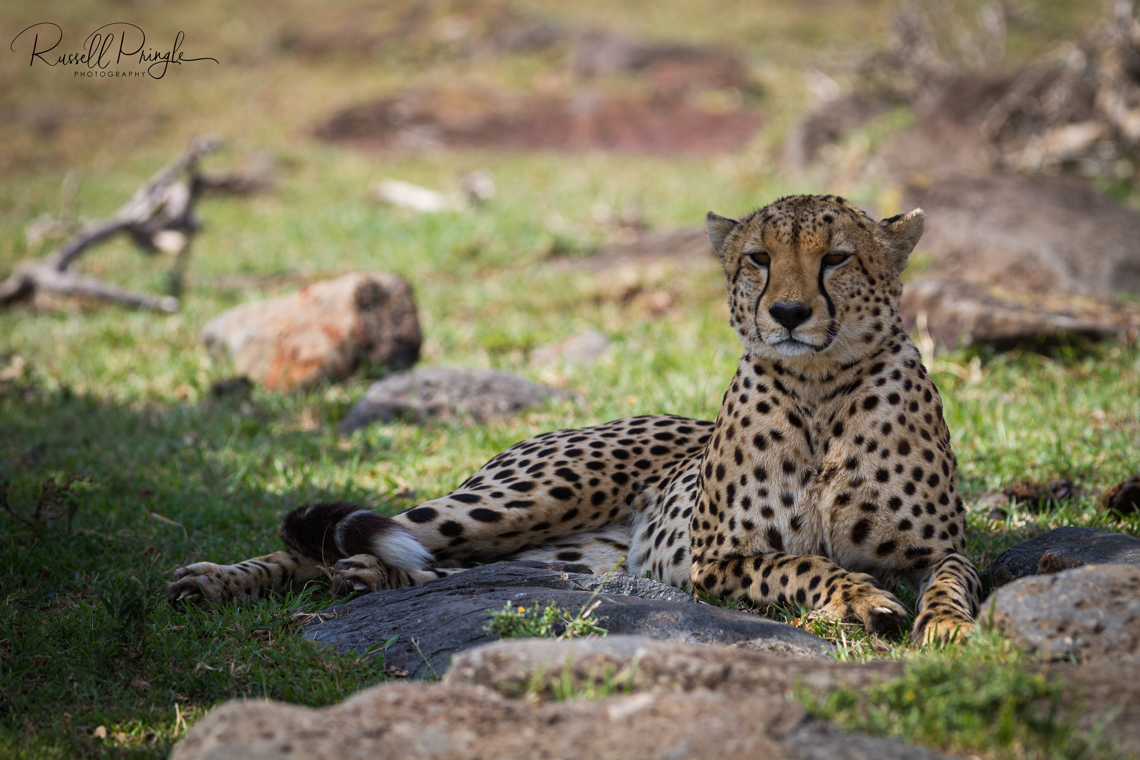 Cheetah-Serengeti